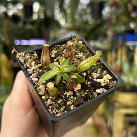 Nepenthes nigra Gunung Katopasa in a small pot with reddish upright pitchers and green leaves in a gritty mix