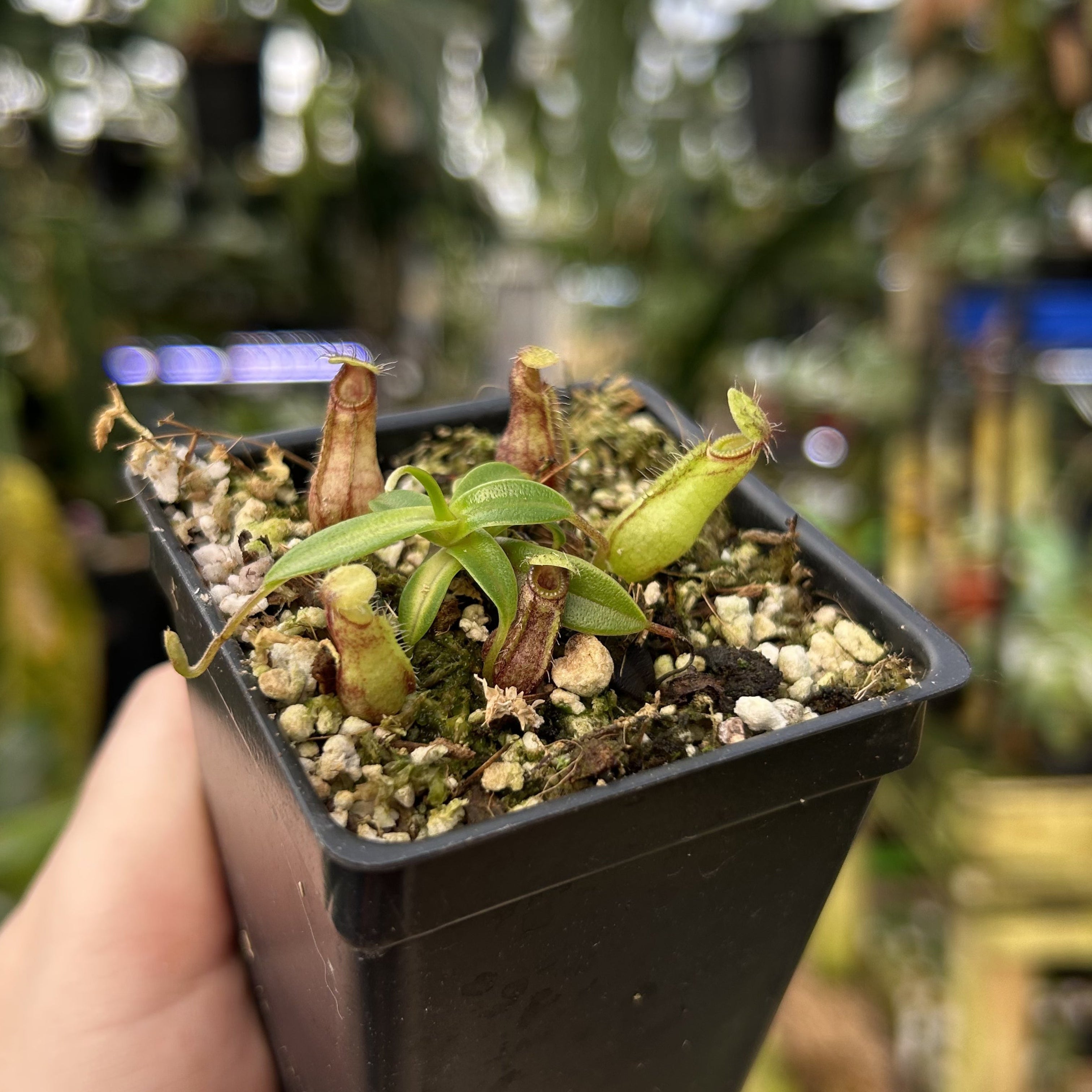 W116] Nepenthes nigra (Gunung Katopasa) – Carnivero