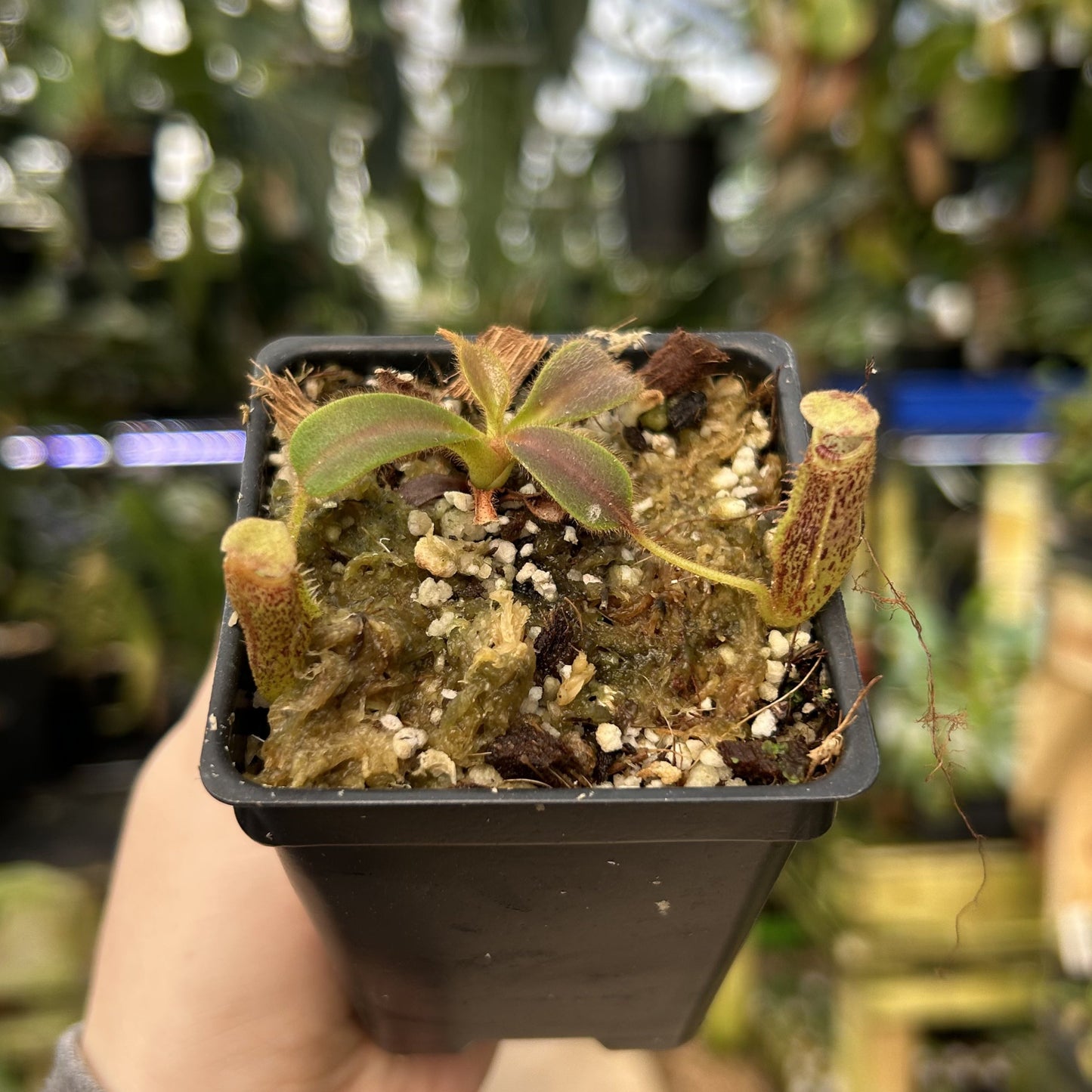 [W117] Nepenthes mollis, BE-3921