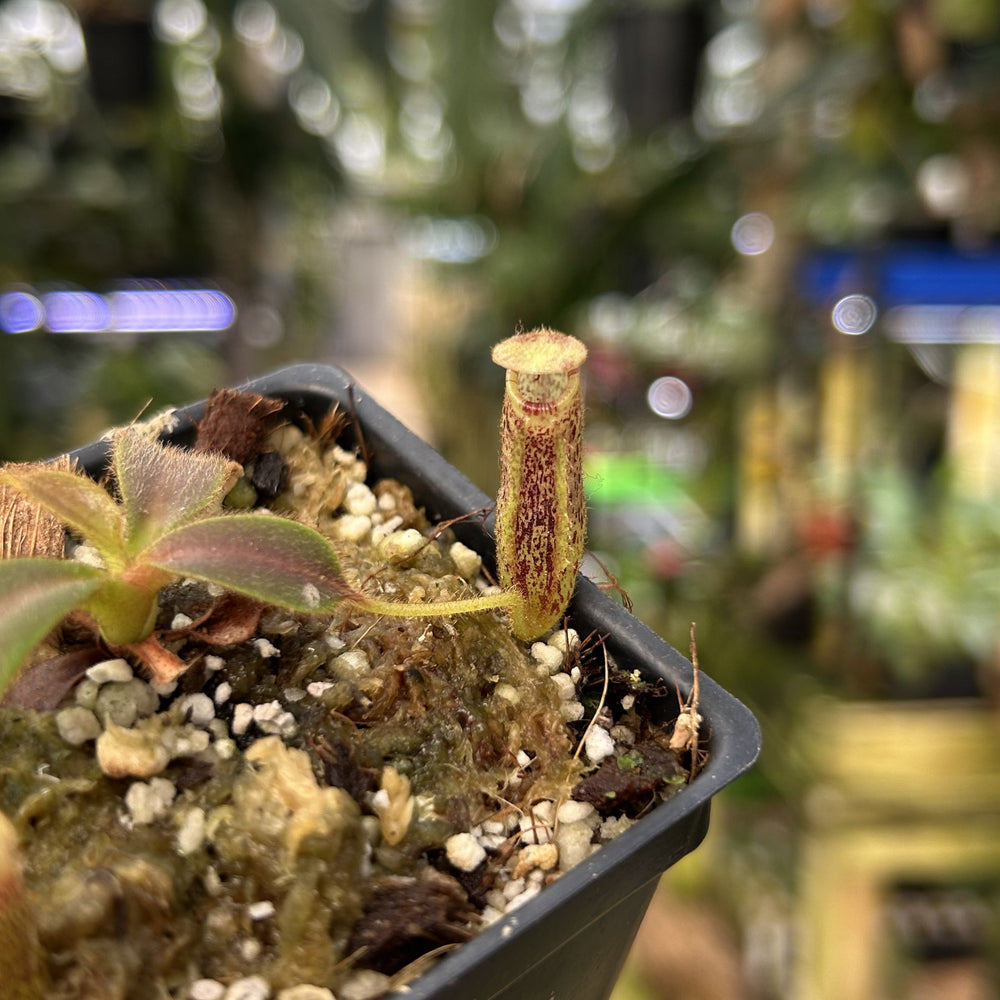 [W117] Nepenthes mollis, BE-3921
