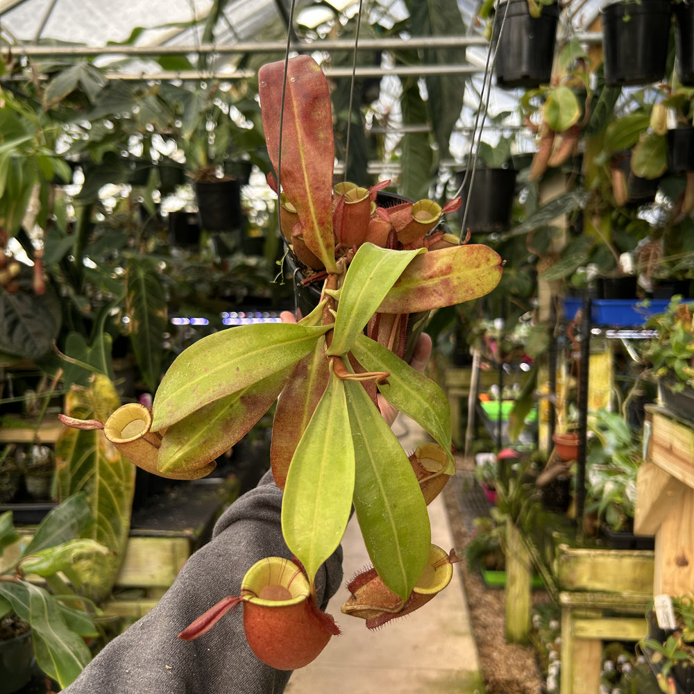 [W119] Nepenthes ampullaria (XC purple stripe SG x black miracle)