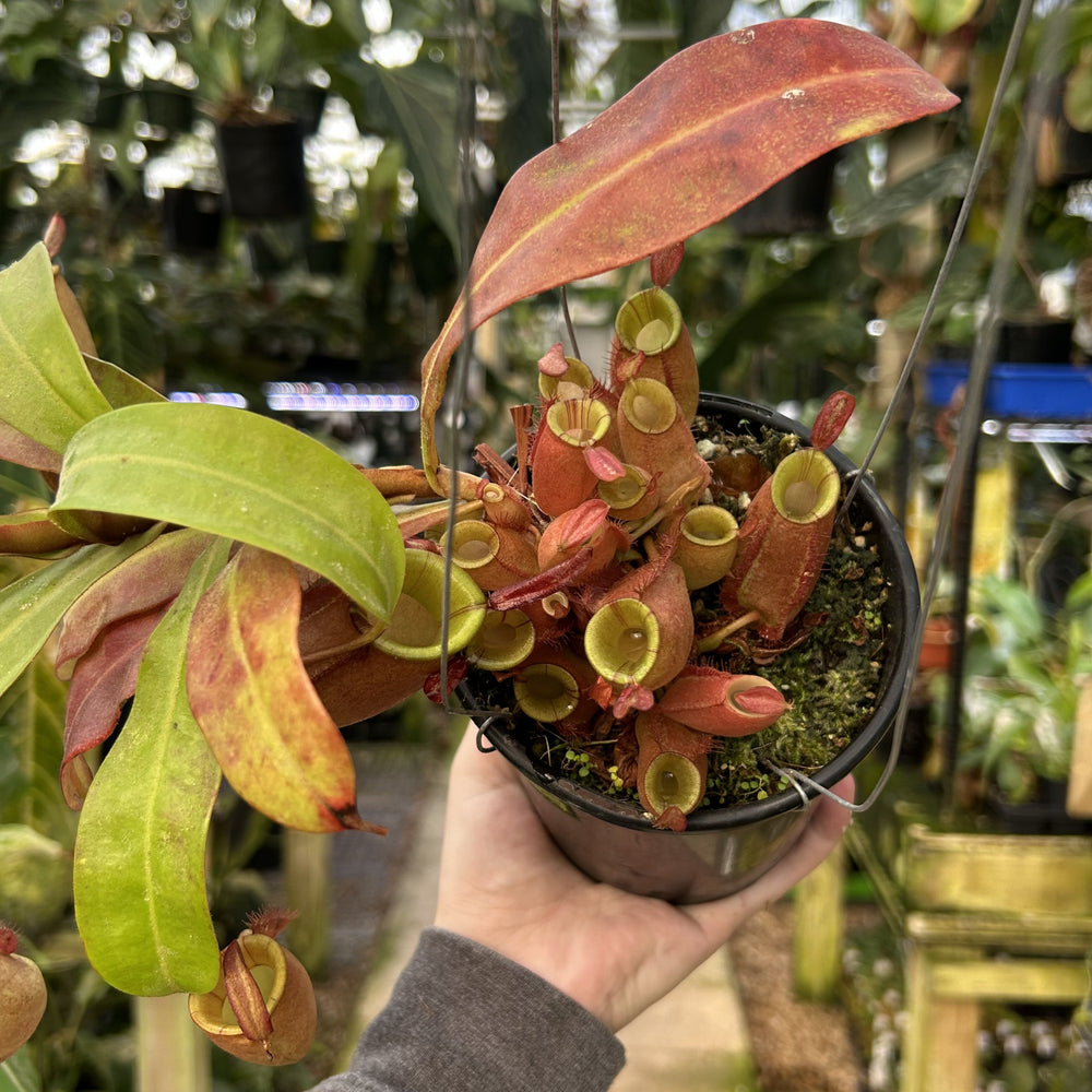 [W119] Nepenthes ampullaria (XC purple stripe SG x black miracle)