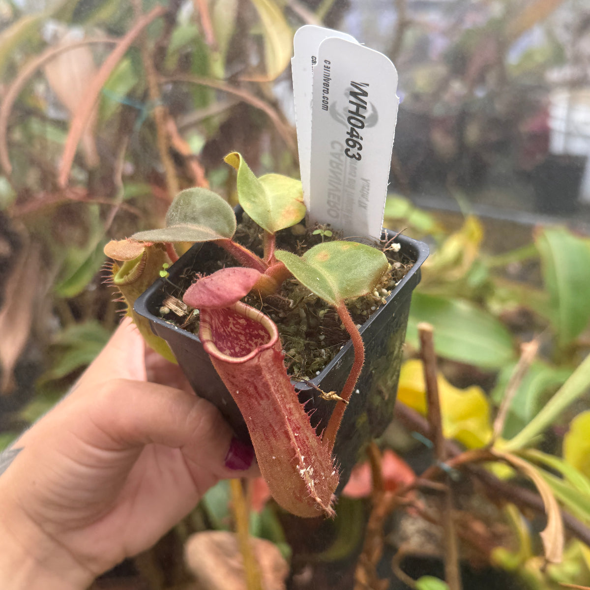 WH0463 Nepenthes truncata (highland reddish leaves) Clone: 01, IMP-0155	(M)