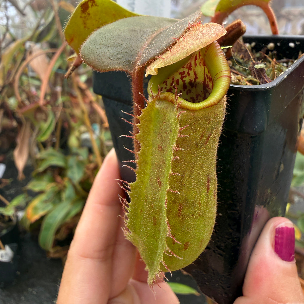 WH0463 Nepenthes truncata (highland reddish leaves) Clone: 01, IMP-0155	(M)