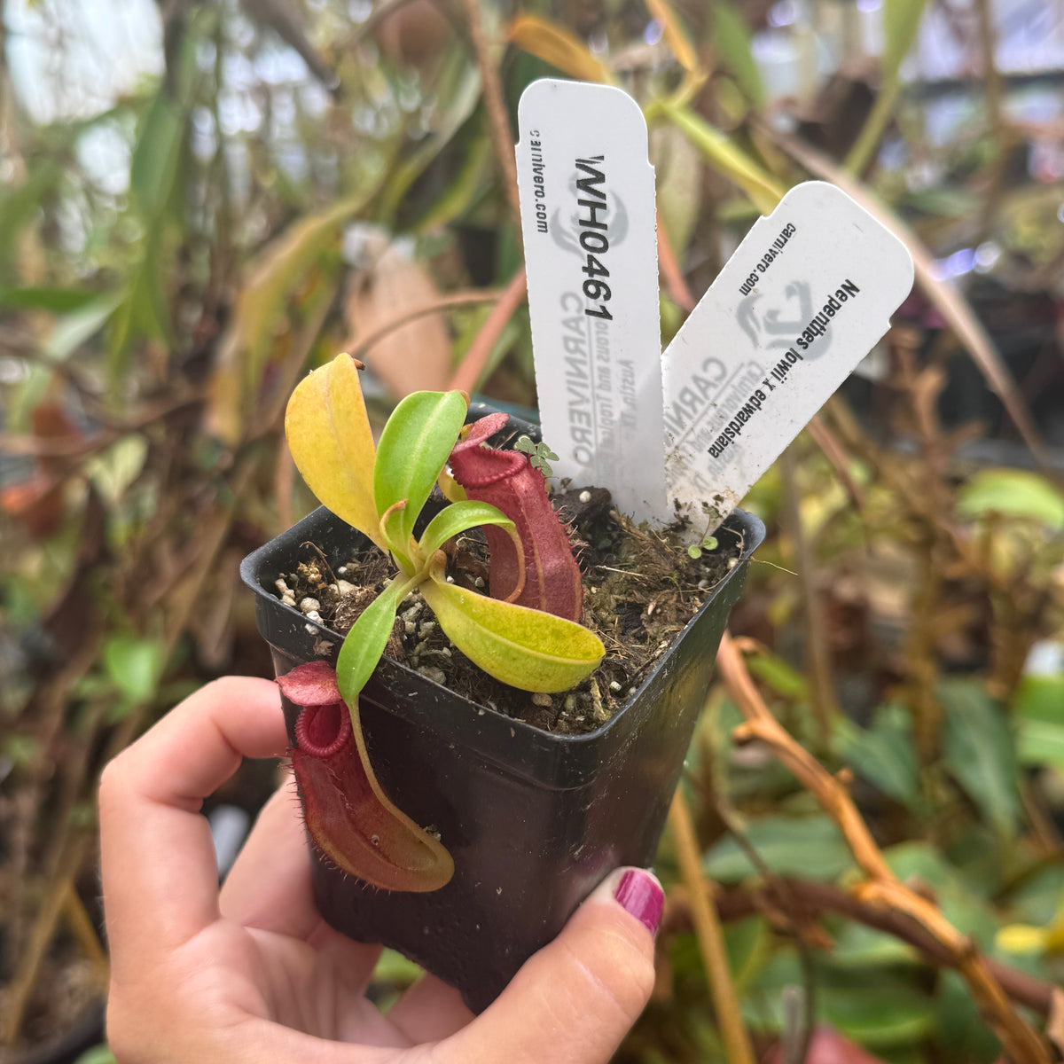 WH0461	Nepenthes lowii x edwardsiana	(S)