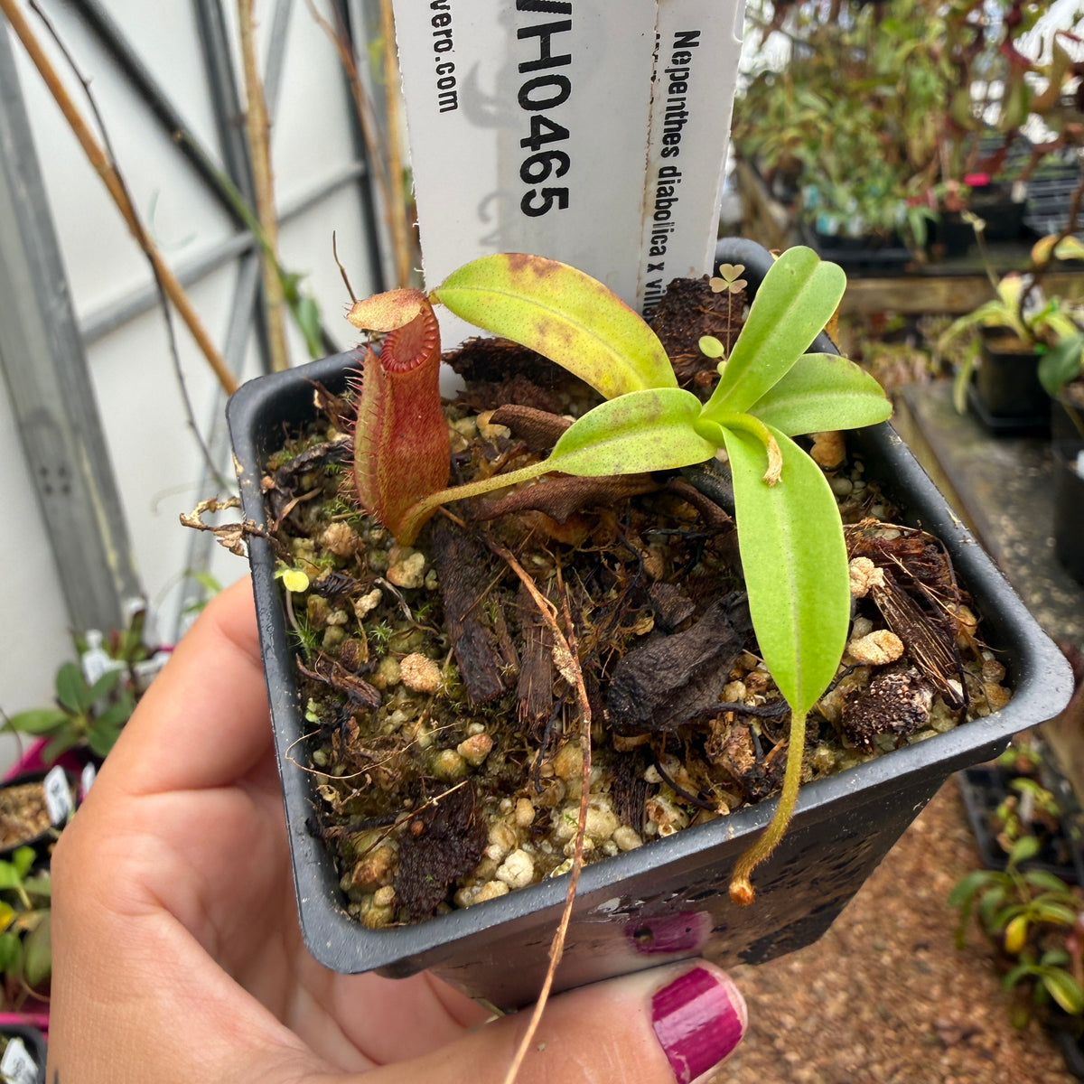 WH0465 Nepenthes diabolica x villosa Clone: 01, IMP-0149	(XS)