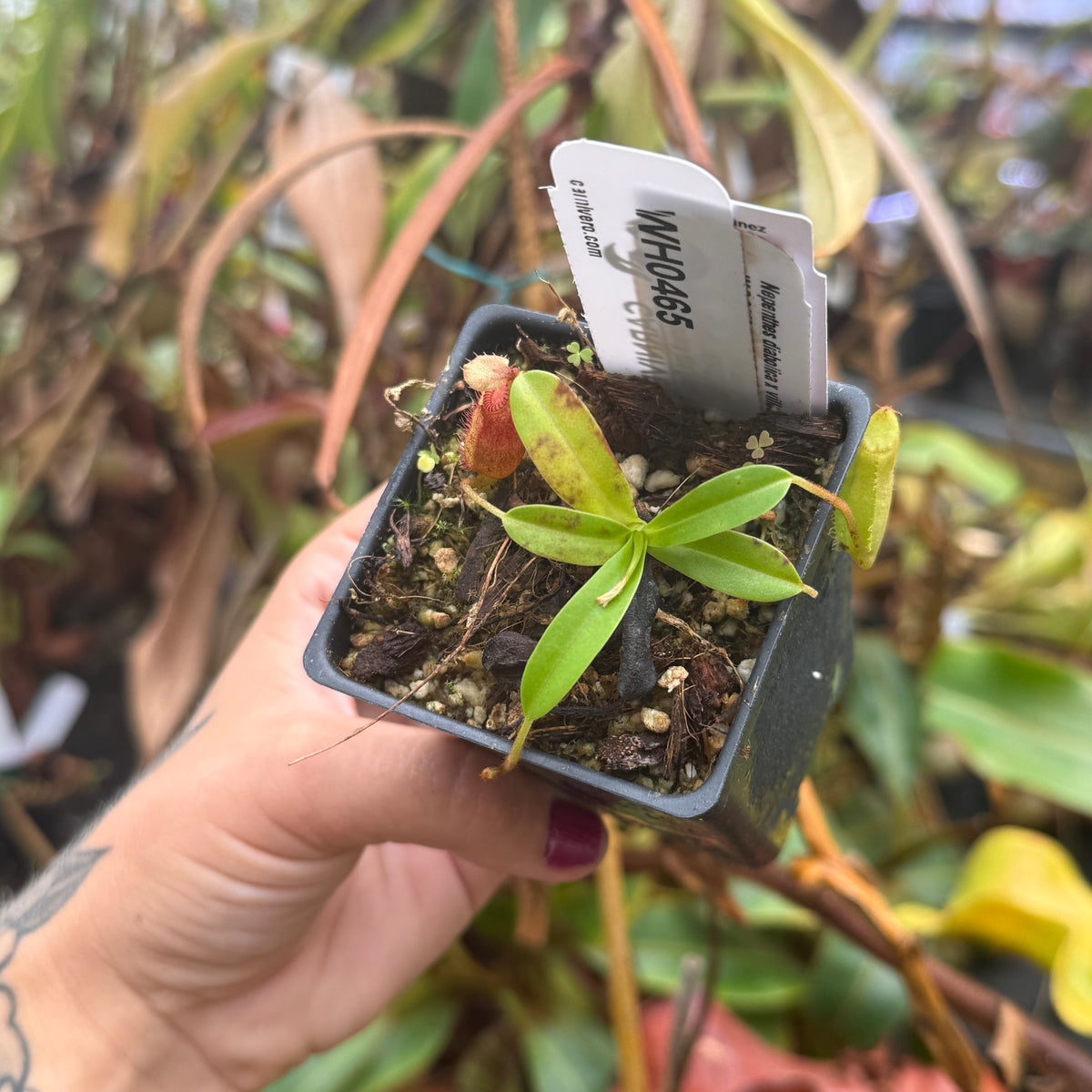 WH0465 Nepenthes diabolica x villosa Clone: 01, IMP-0149	(XS)
