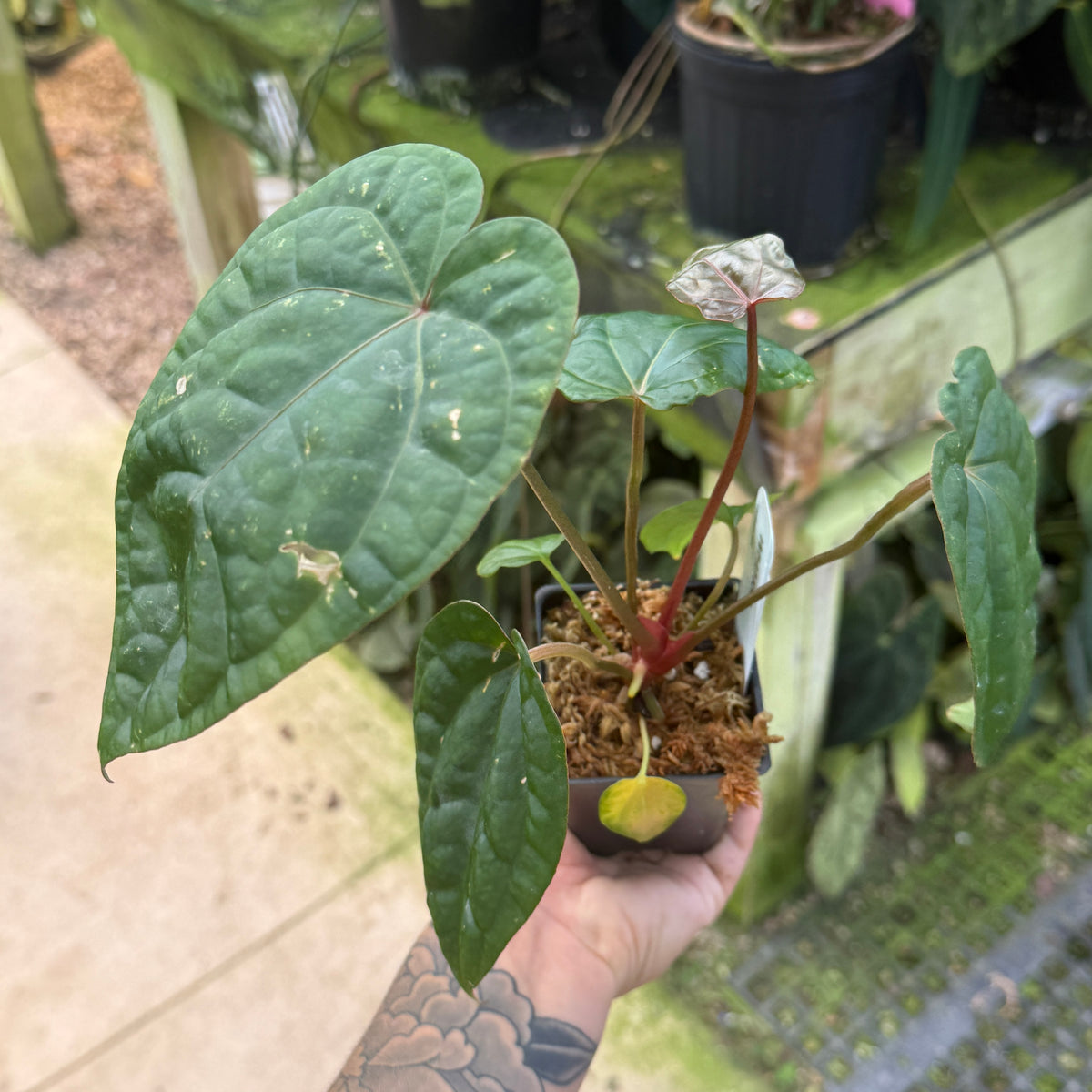 WH0459 Anthurium 'Red Crystallinum' x debilis, CAR-1133	(M)