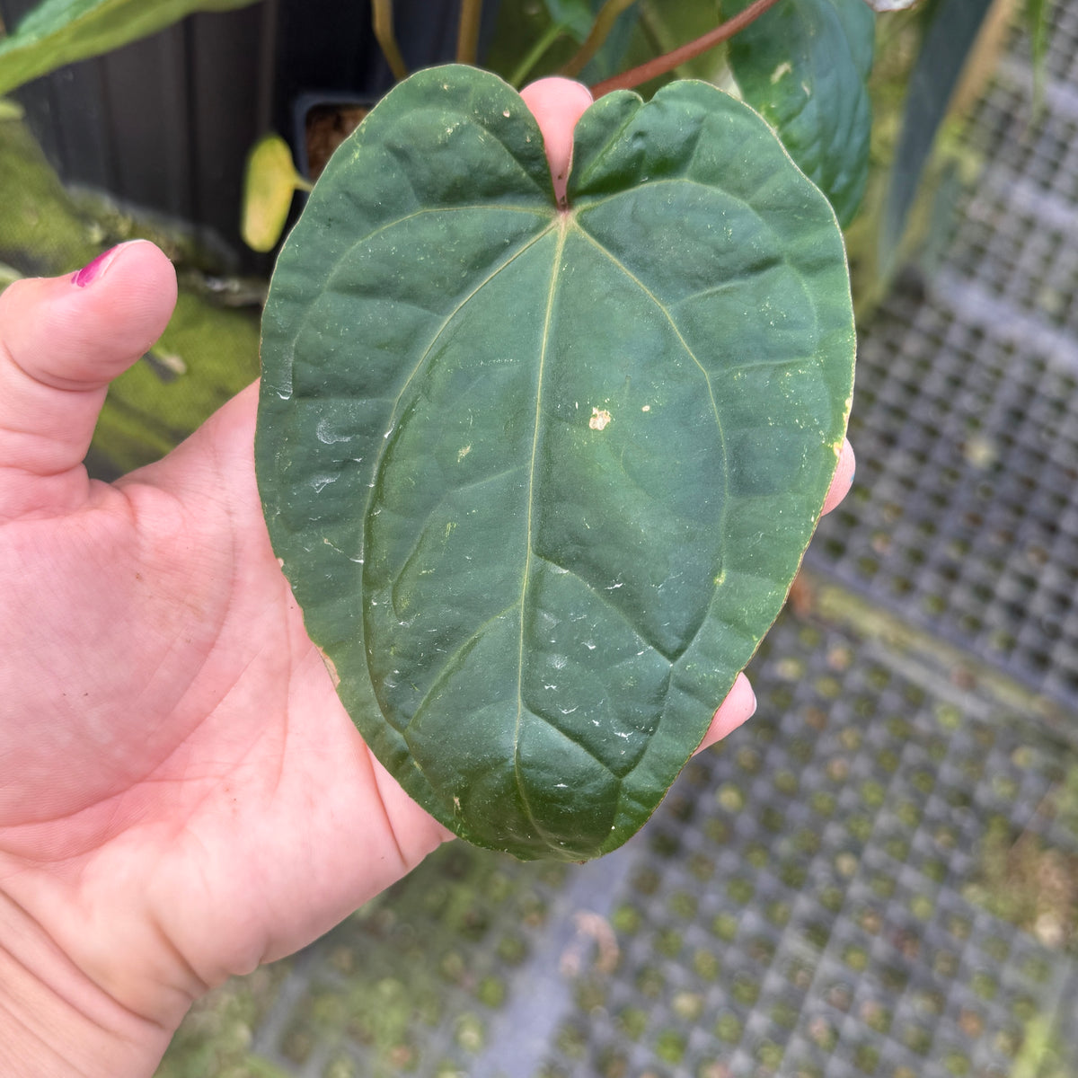 WH0459 Anthurium 'Red Crystallinum' x debilis, CAR-1133	(M)
