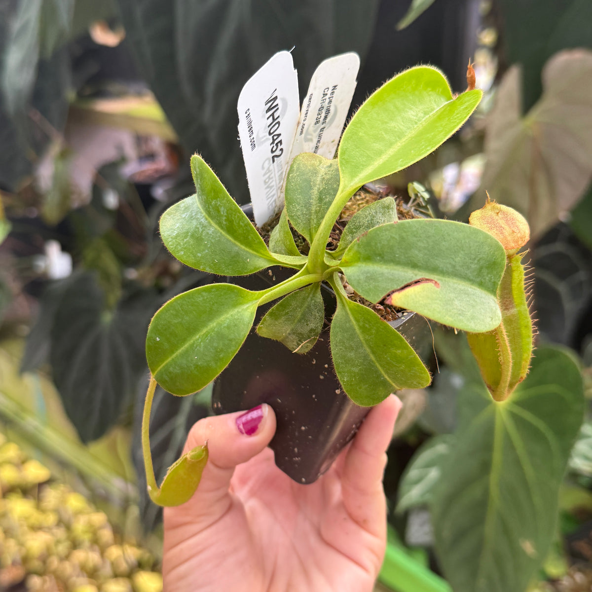 WH0452	Nepenthes truncata [(d) x Pasian Red] x villosa, CAR-0938	(M)