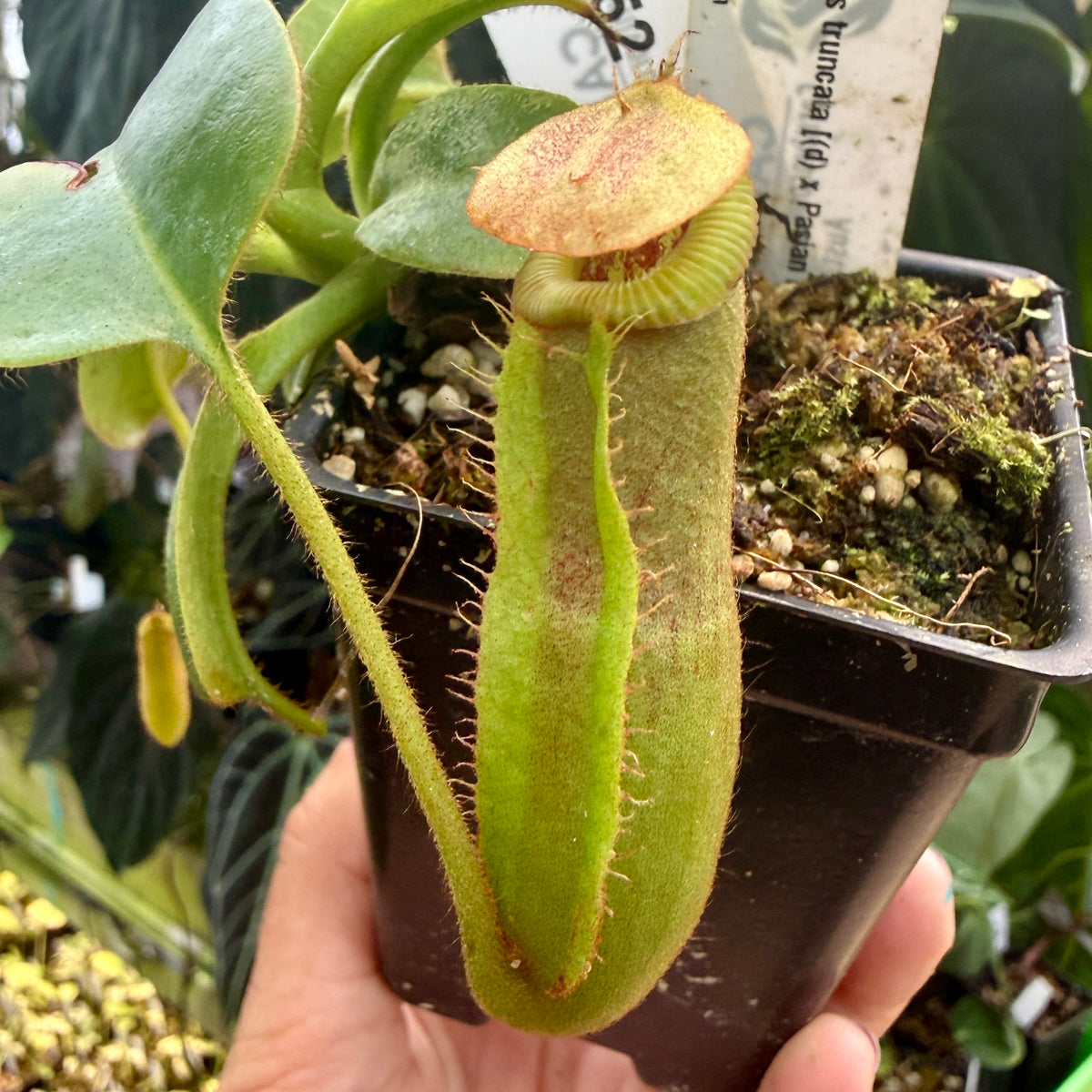 WH0452	Nepenthes truncata [(d) x Pasian Red] x villosa, CAR-0938	(M)