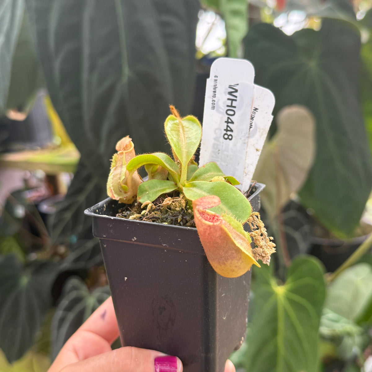 WH0448 Nepenthes veitchii [(m) Bareo TU2 x 'Candy Dreams'], CAR-0886 (S)