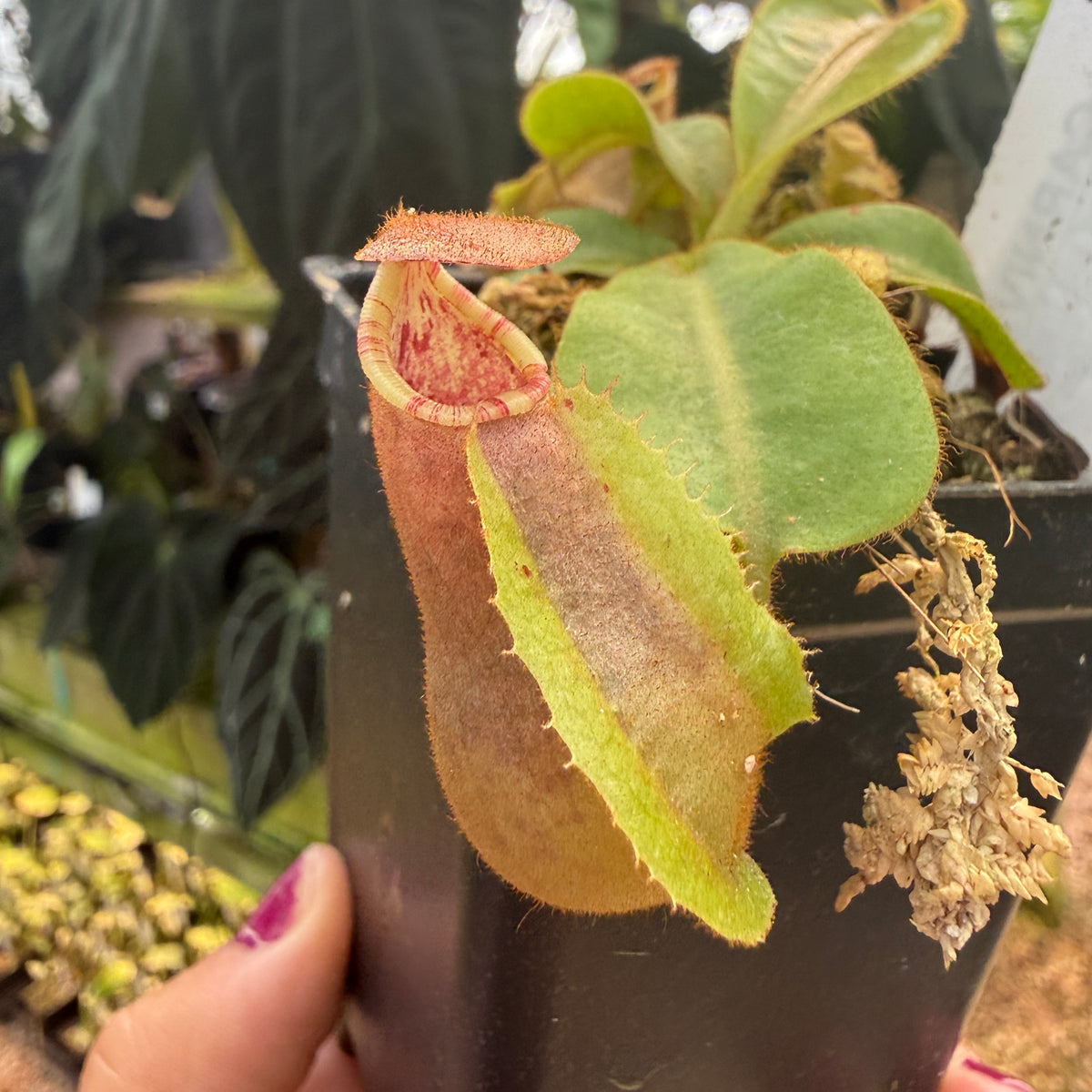 WH0448 Nepenthes veitchii [(m) Bareo TU2 x 'Candy Dreams'], CAR-0886 (S)