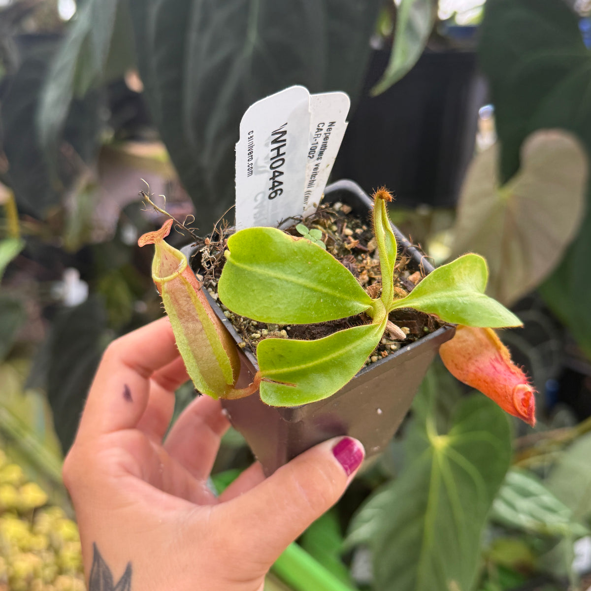 WH0446 Nepenthes veitchii ((m) grex #2 x 'Cobra'), CAR-1002	(M)