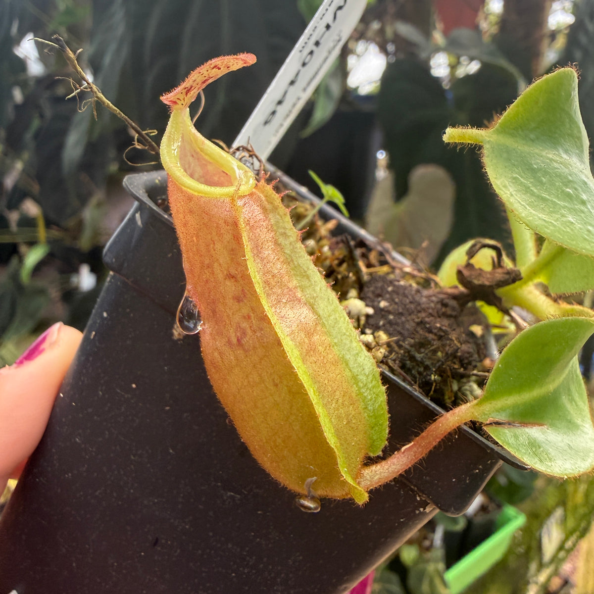 WH0446 Nepenthes veitchii ((m) grex #2 x 'Cobra'), CAR-1002	(M)