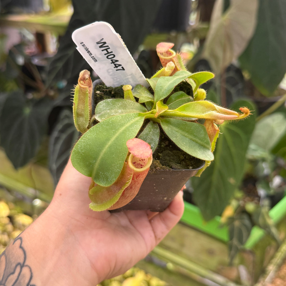 WH0447 Nepenthes veitchii [BE-4033 x (Akazukin x Bareo)], CAR-0890	(M)