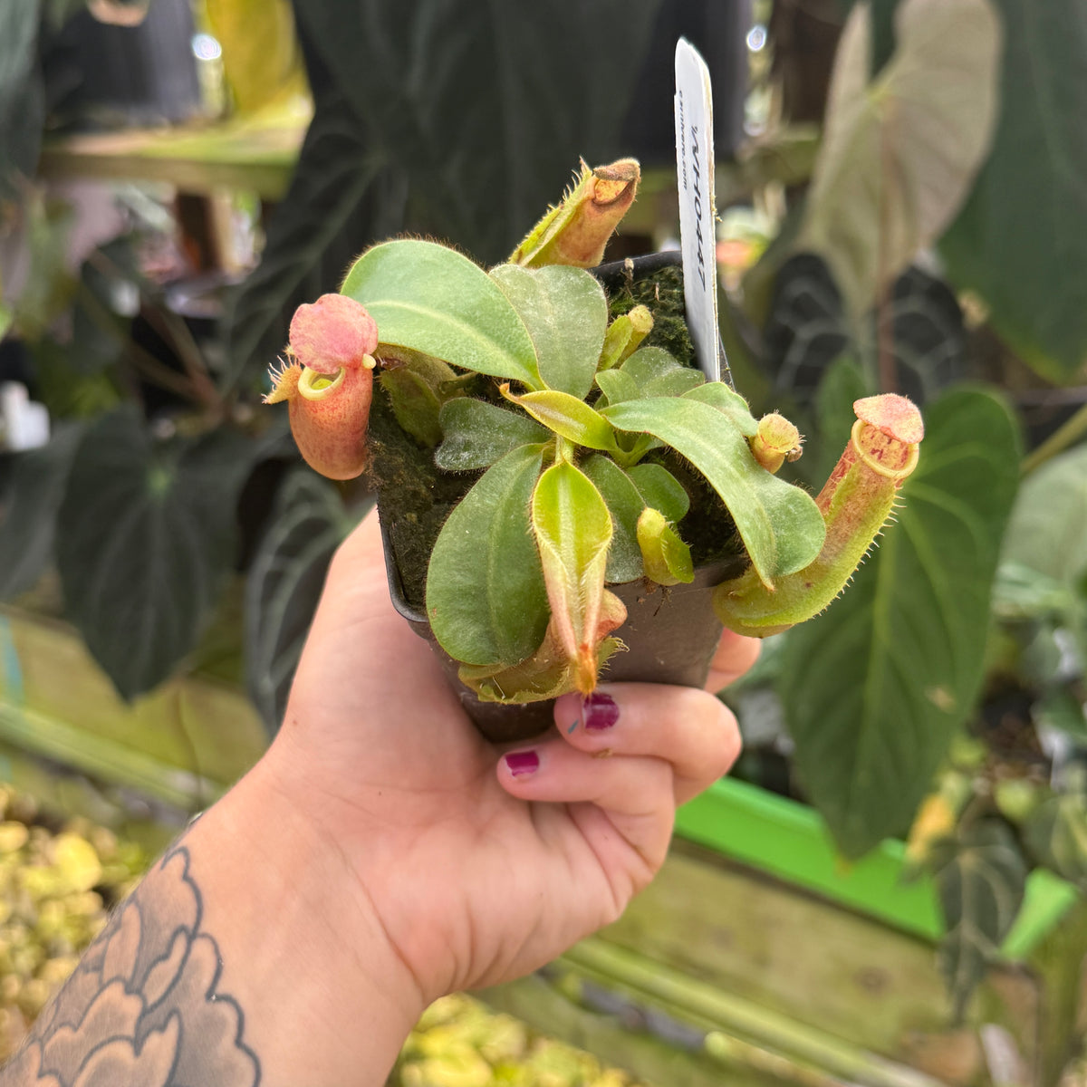 WH0447 Nepenthes veitchii [BE-4033 x (Akazukin x Bareo)], CAR-0890	(M)