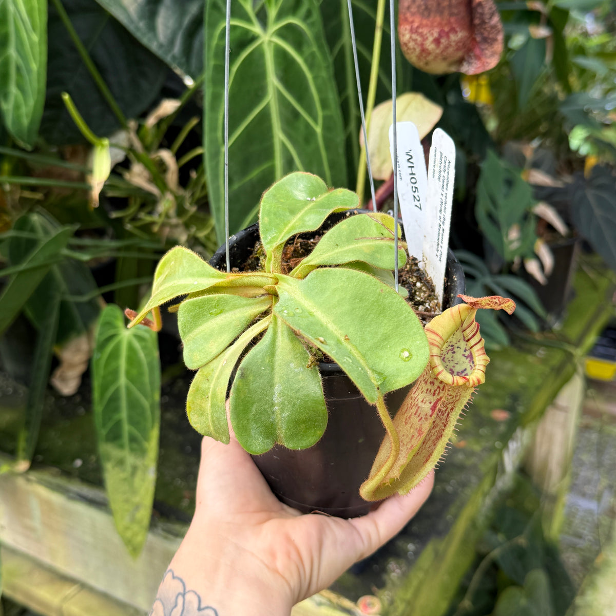 WH0527	Nepenthes veitchii (Big Mama x Pink Candy Cane) x (Song of Melancholy x platychila)	(M) (Q)