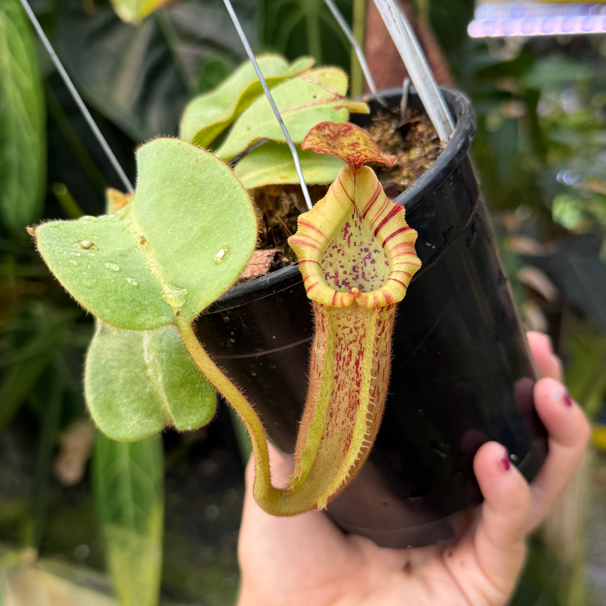 WH0527	Nepenthes veitchii (Big Mama x Pink Candy Cane) x (Song of Melancholy x platychila)	(M) (Q)