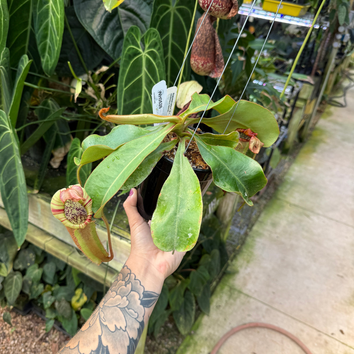 WH0528	Nepenthes veitchii (k) x (northiana x veitchi)	(L) (Q)