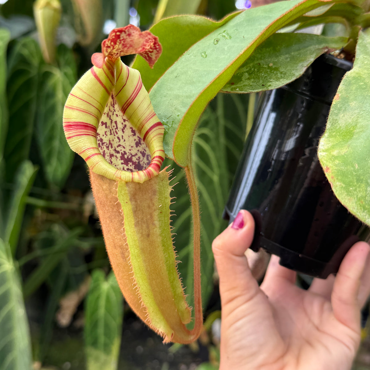 WH0528	Nepenthes veitchii (k) x (northiana x veitchi)	(L) (Q)