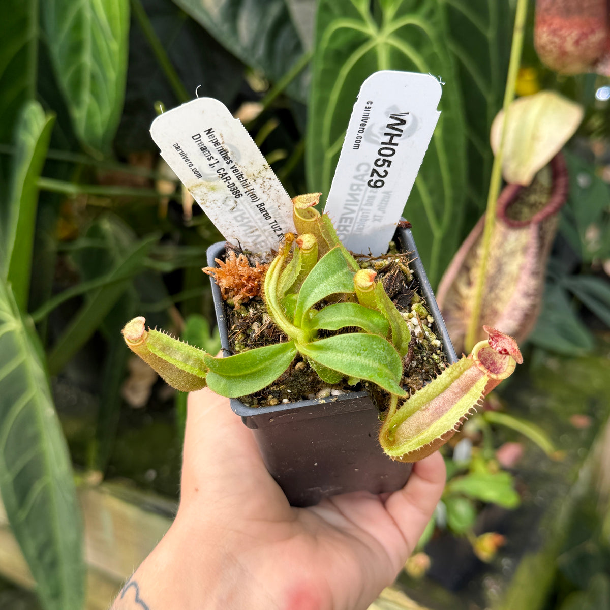WH0529	Nepenthes veitchii [(m) Bareo TU2 x 'Candy Dreams'], CAR-0886 (S)