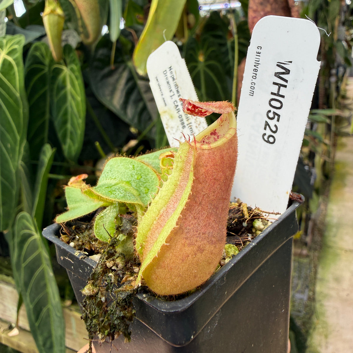 WH0529	Nepenthes veitchii [(m) Bareo TU2 x 'Candy Dreams'], CAR-0886 (S)