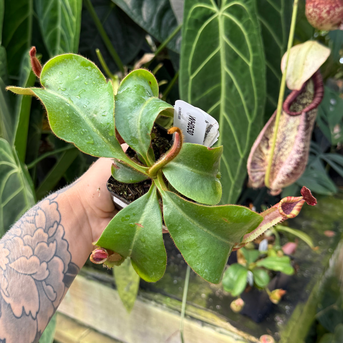 WH0530	Nepenthes veitchii [('Murud' x 'Candy') Best Clone x 'Candy Dreams'), CAR-0678	(M)