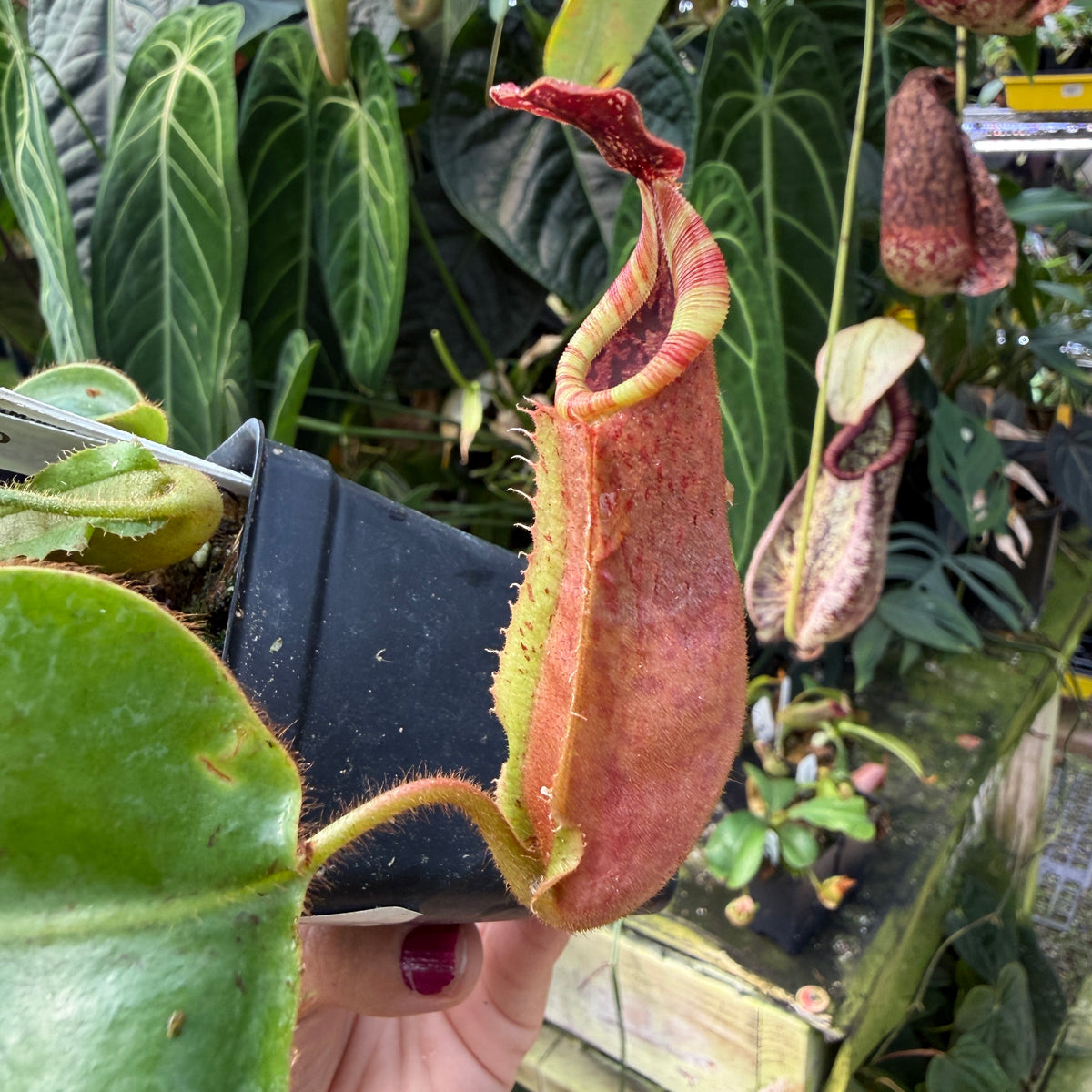 WH0530	Nepenthes veitchii [('Murud' x 'Candy') Best Clone x 'Candy Dreams'), CAR-0678	(M)