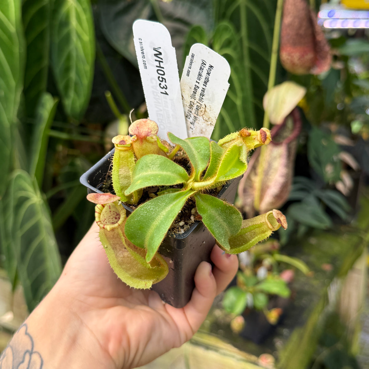 WH0531	Nepenthes veitchii ['Geoff Wong' x (Akazukin x Bareo)], CAR-0750	(S)