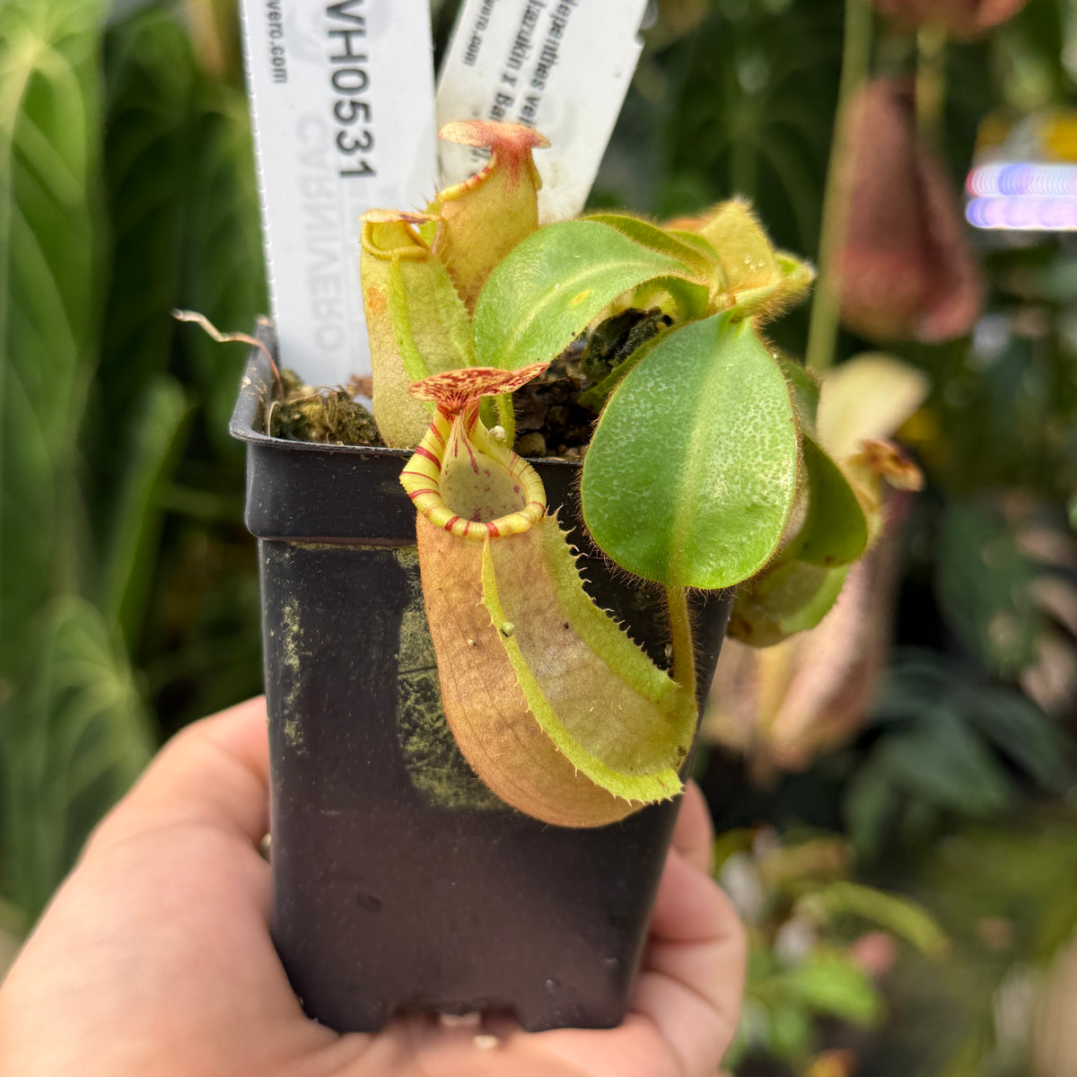 WH0531	Nepenthes veitchii ['Geoff Wong' x (Akazukin x Bareo)], CAR-0750	(S)