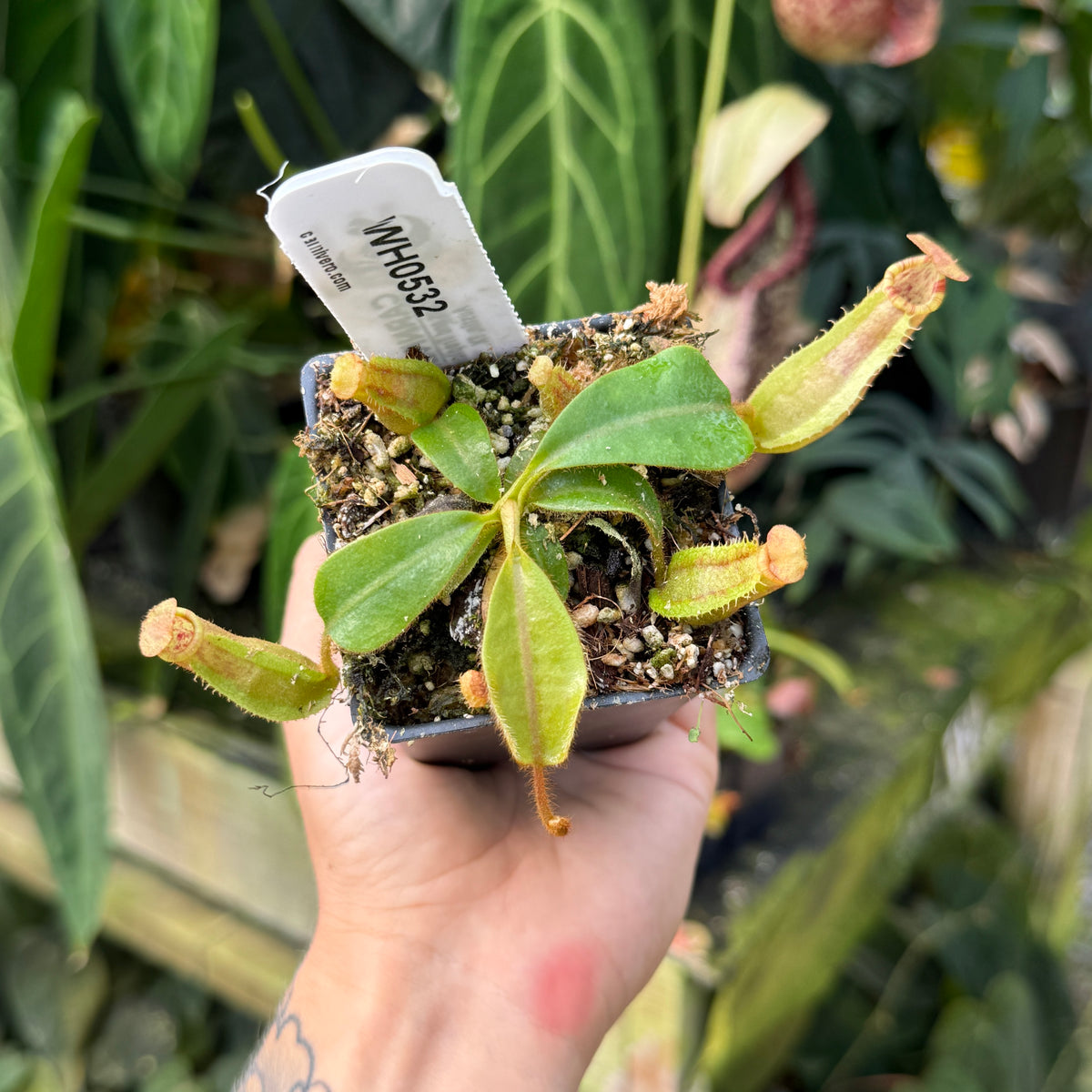 WH0532	Nepenthes veitchii ('Queen' x 'Cobra'), CAR-1126	(S)