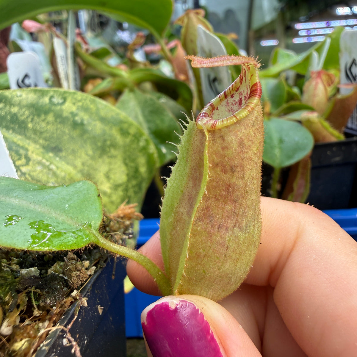 WH0532	Nepenthes veitchii ('Queen' x 'Cobra'), CAR-1126	(S)