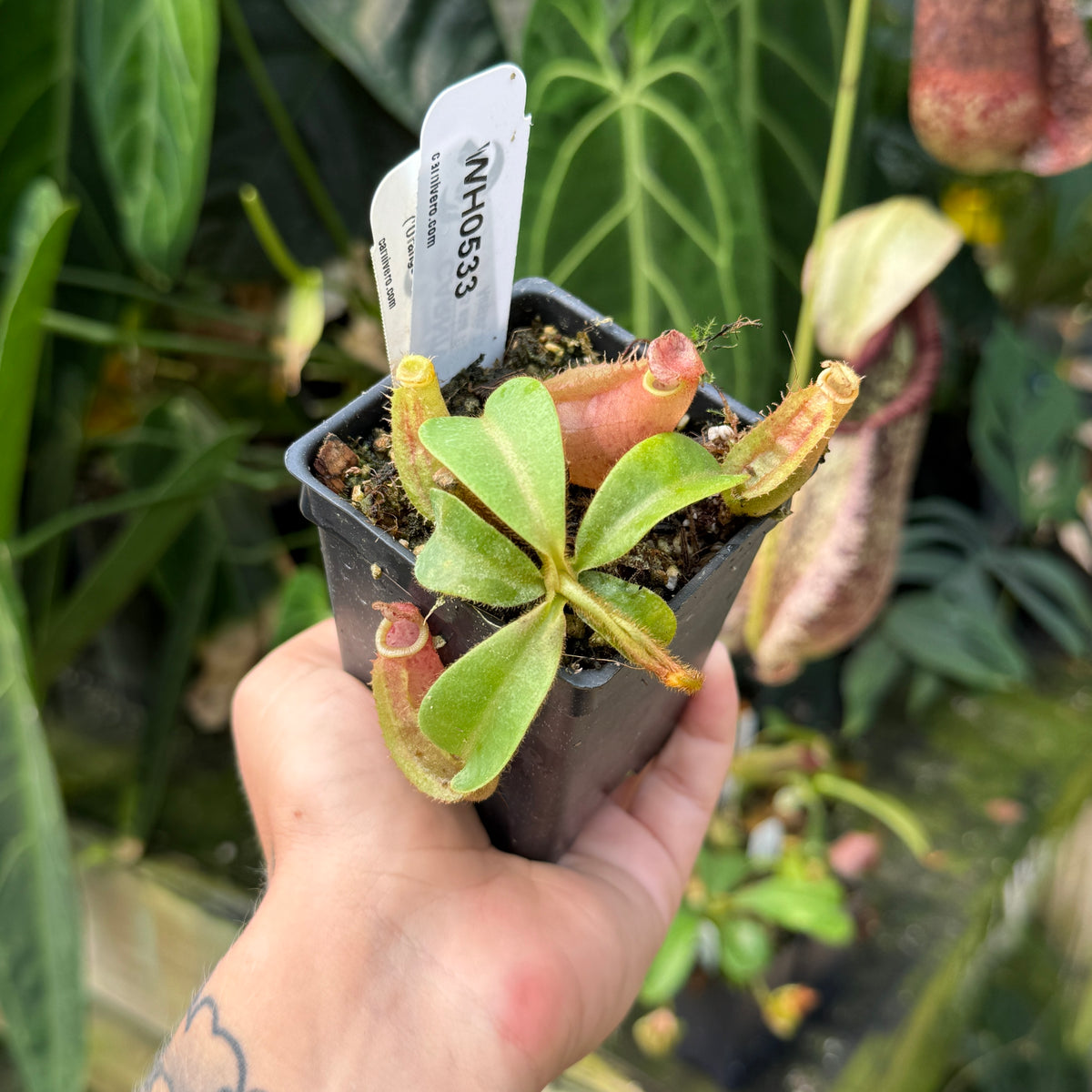 WH0533	Nepenthes veitchii ('Orange' x 'Candy Dreams'), CAR-0675	(S)
