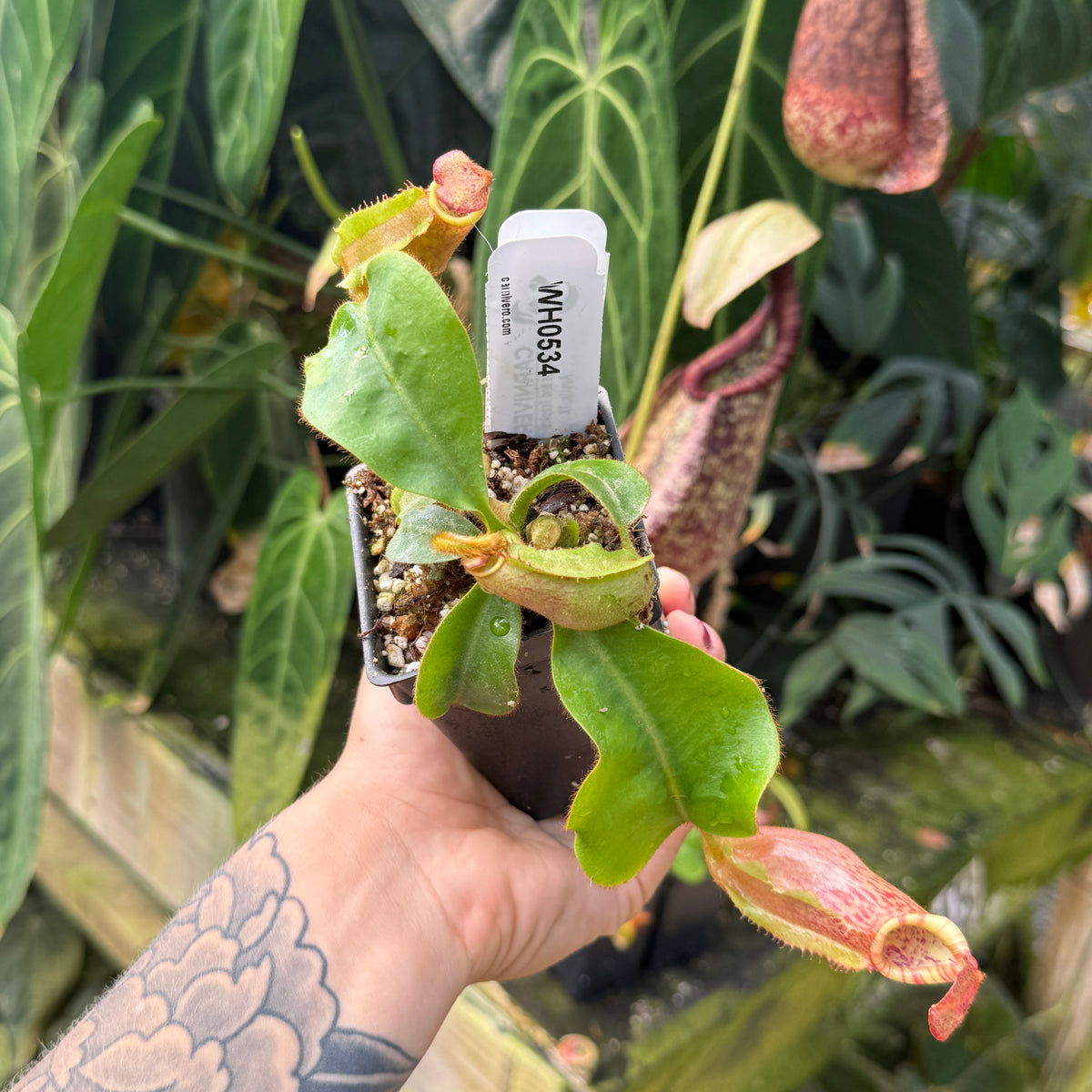 WH0534 Nepenthes veitchii ((m) grex#2 x 'Candy Dreams'), CAR-0843 (M)