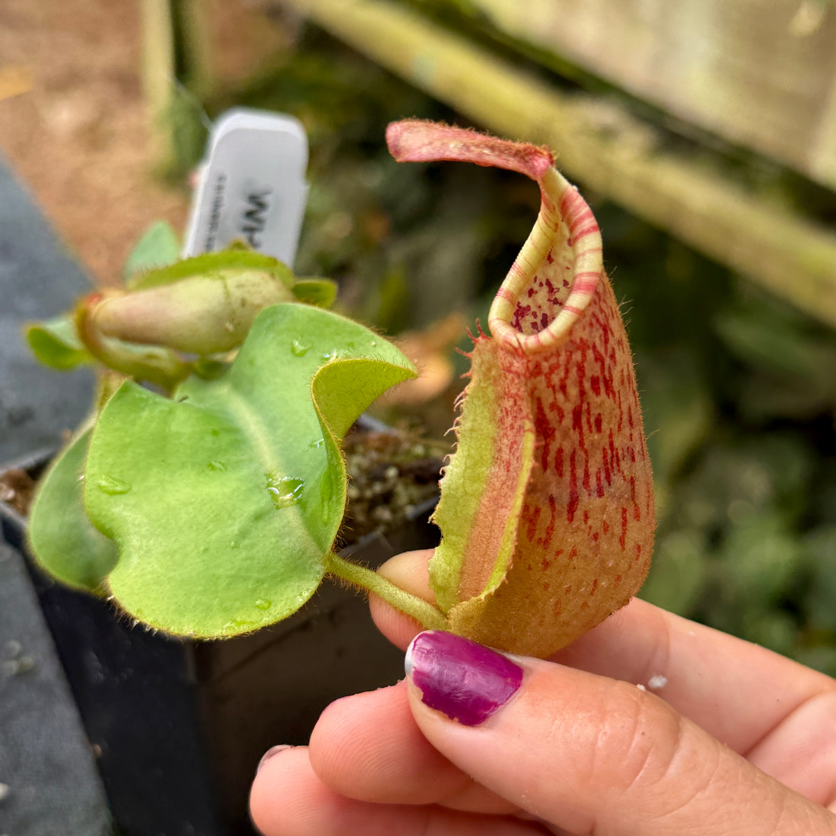 WH0534 Nepenthes veitchii ((m) grex#2 x 'Candy Dreams'), CAR-0843 (M)