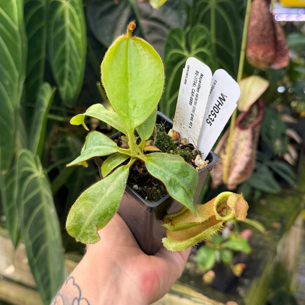 WH0535	Nepenthes veitchii ((m) grex #2 x BE-3734), 'Lovechild', CAR-0889	(M)