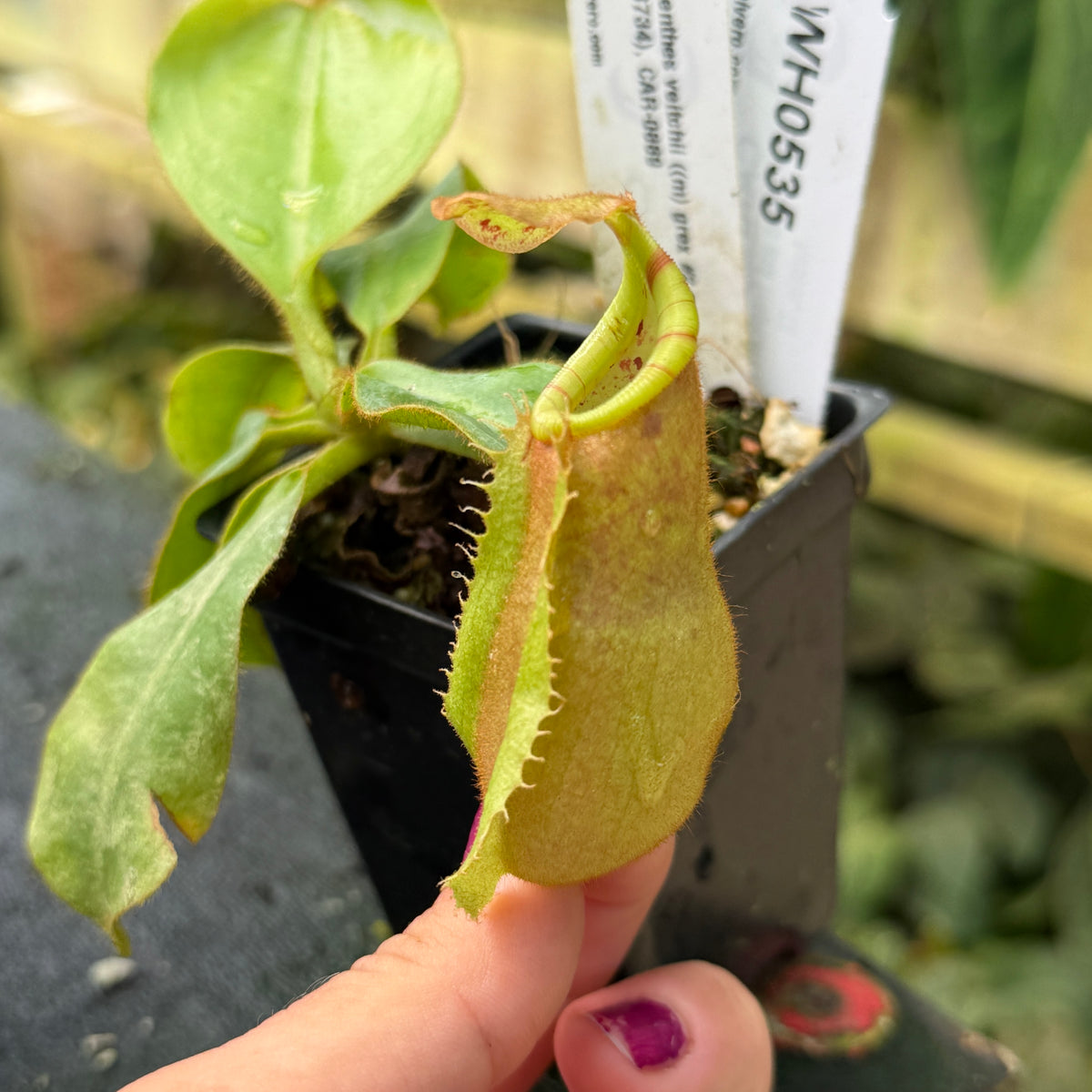 WH0535	Nepenthes veitchii ((m) grex #2 x BE-3734), 'Lovechild', CAR-0889	(M)