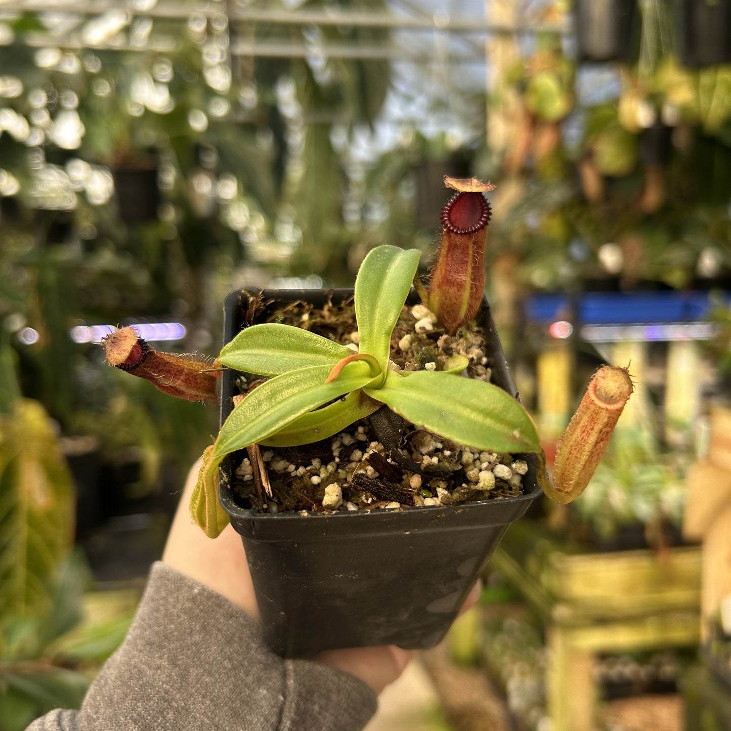 [W136] Nepenthes hamata x edwardsiana Clone:07
