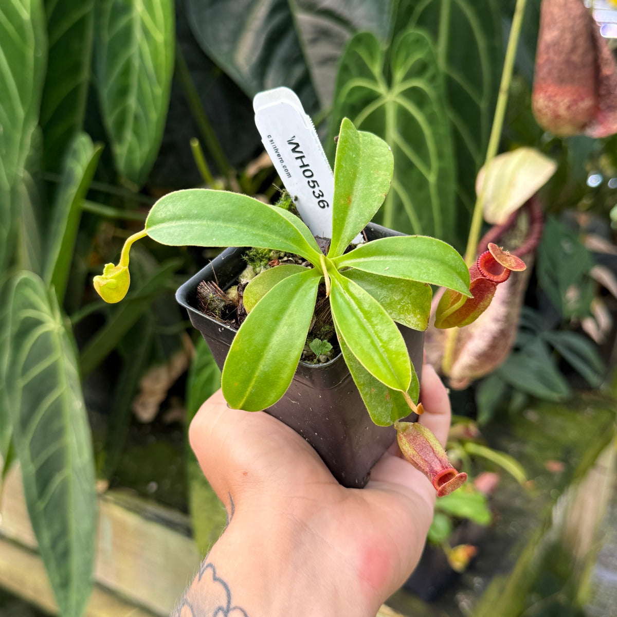 WH0536	Nepenthes (spathulata x jacquelineae) x macrophylla, CAR-1103	(M)