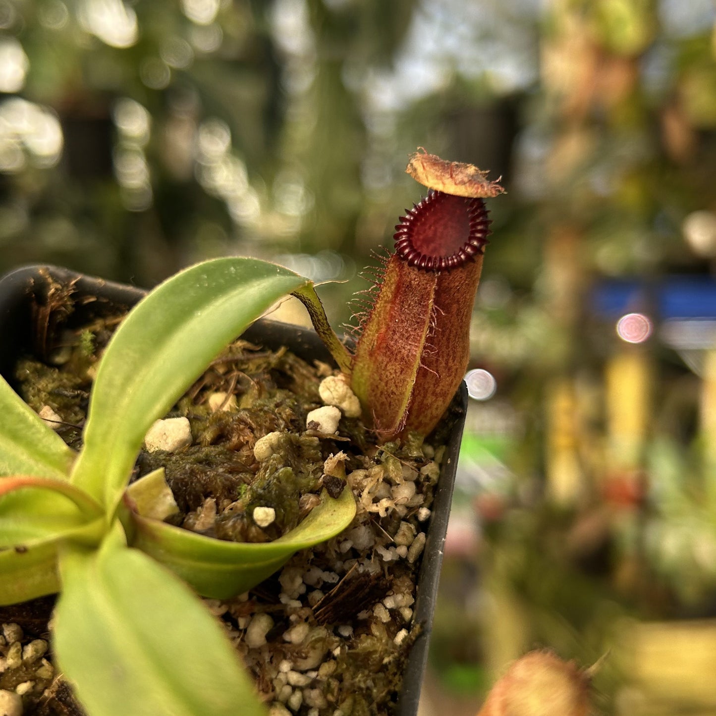 [W136] Nepenthes hamata x edwardsiana Clone:07
