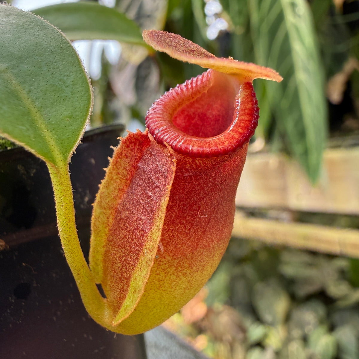 WH0536	Nepenthes (spathulata x jacquelineae) x macrophylla, CAR-1103	(M)