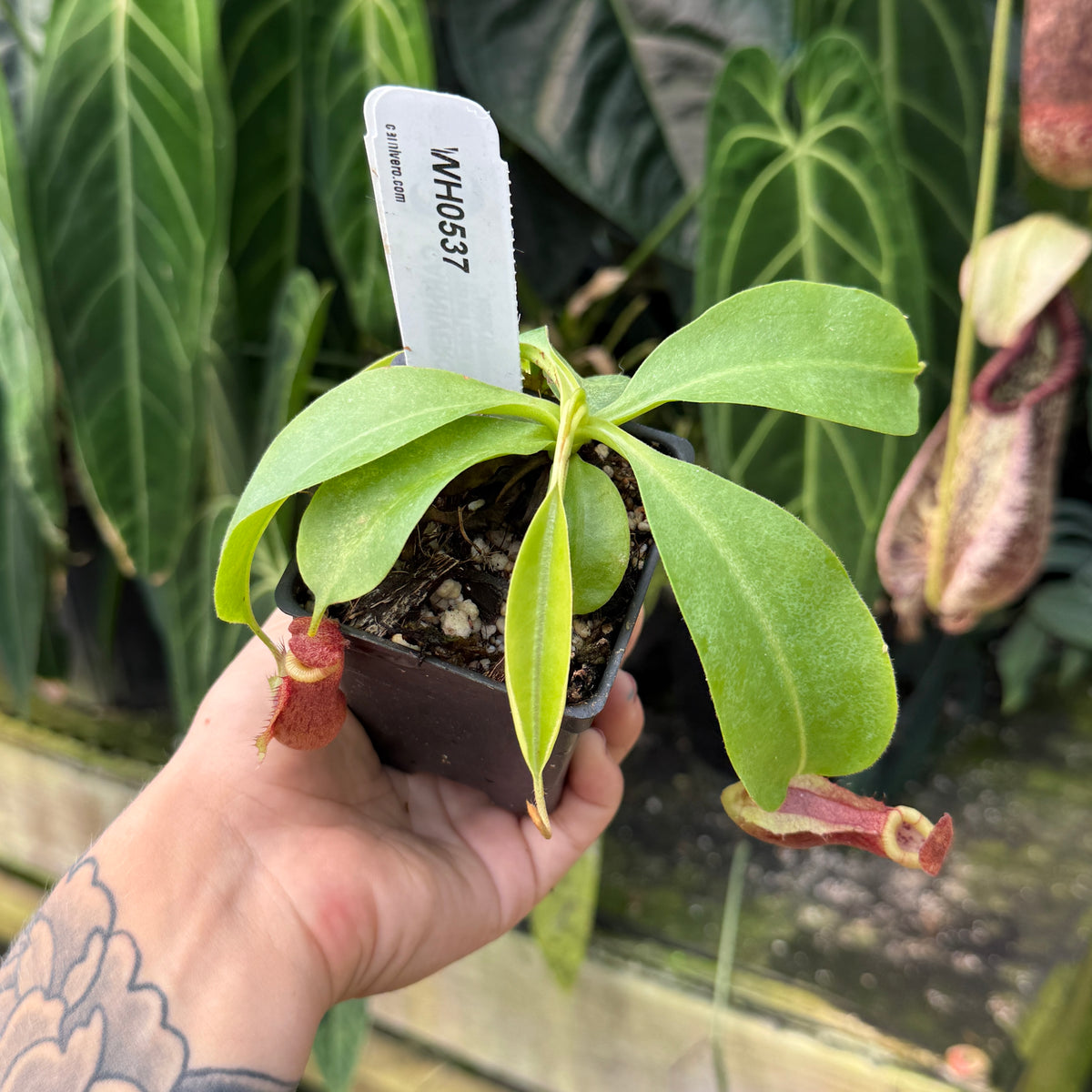 WH0537	Nepenthes [(lowii x veitchii) x boschiana)]-yellow x 'Redonkulas', CAR-0882	(M)
