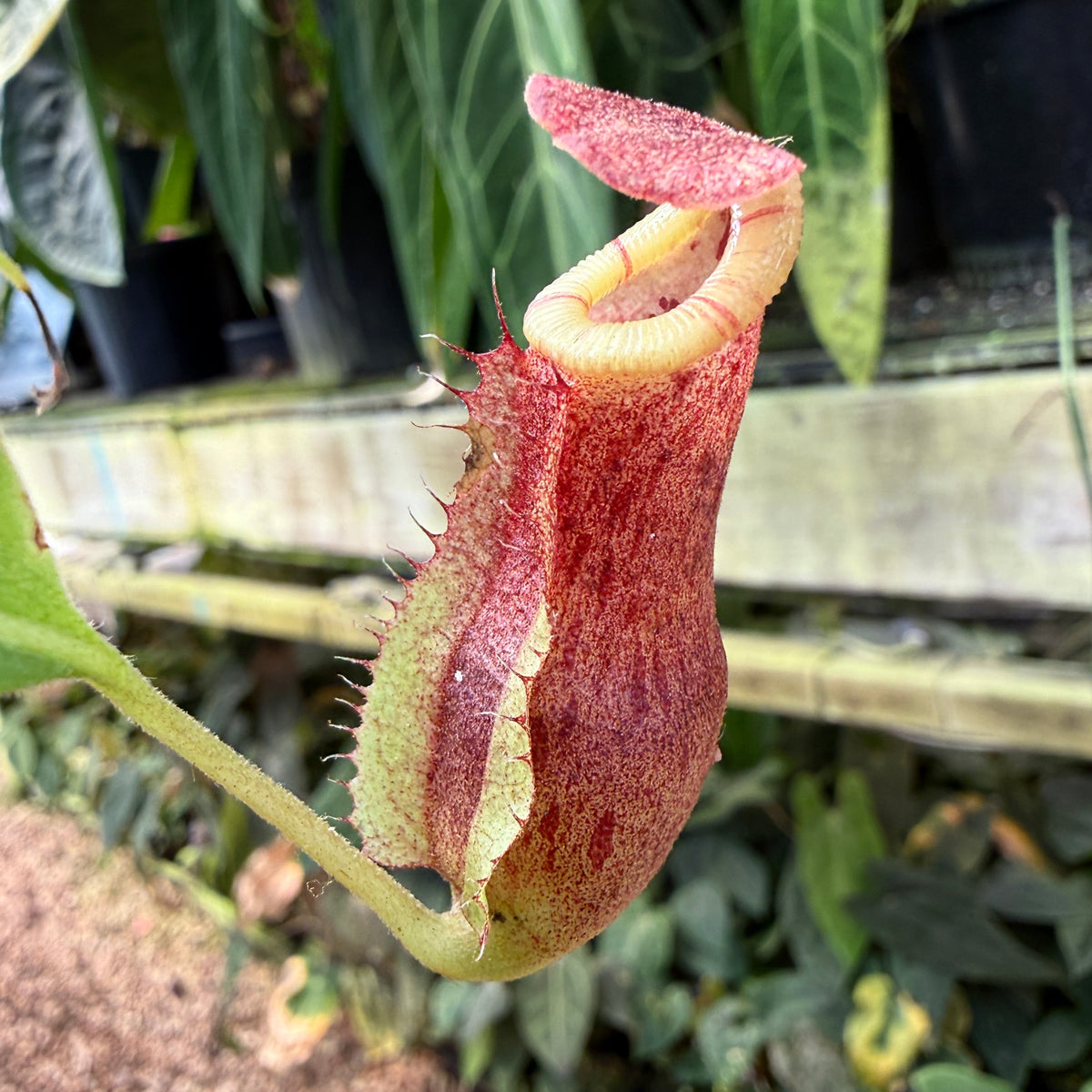 WH0537	Nepenthes [(lowii x veitchii) x boschiana)]-yellow x 'Redonkulas', CAR-0882	(M)
