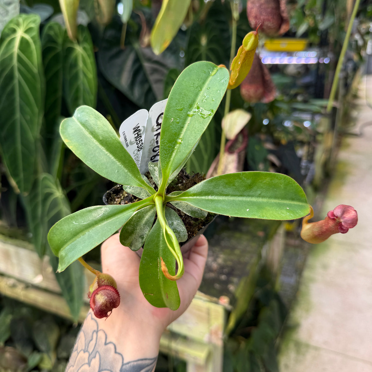 WH0538	Nepenthes [(Rokko x boschiana) x veitchii] x edwardsiana, CAR-0811	(L)