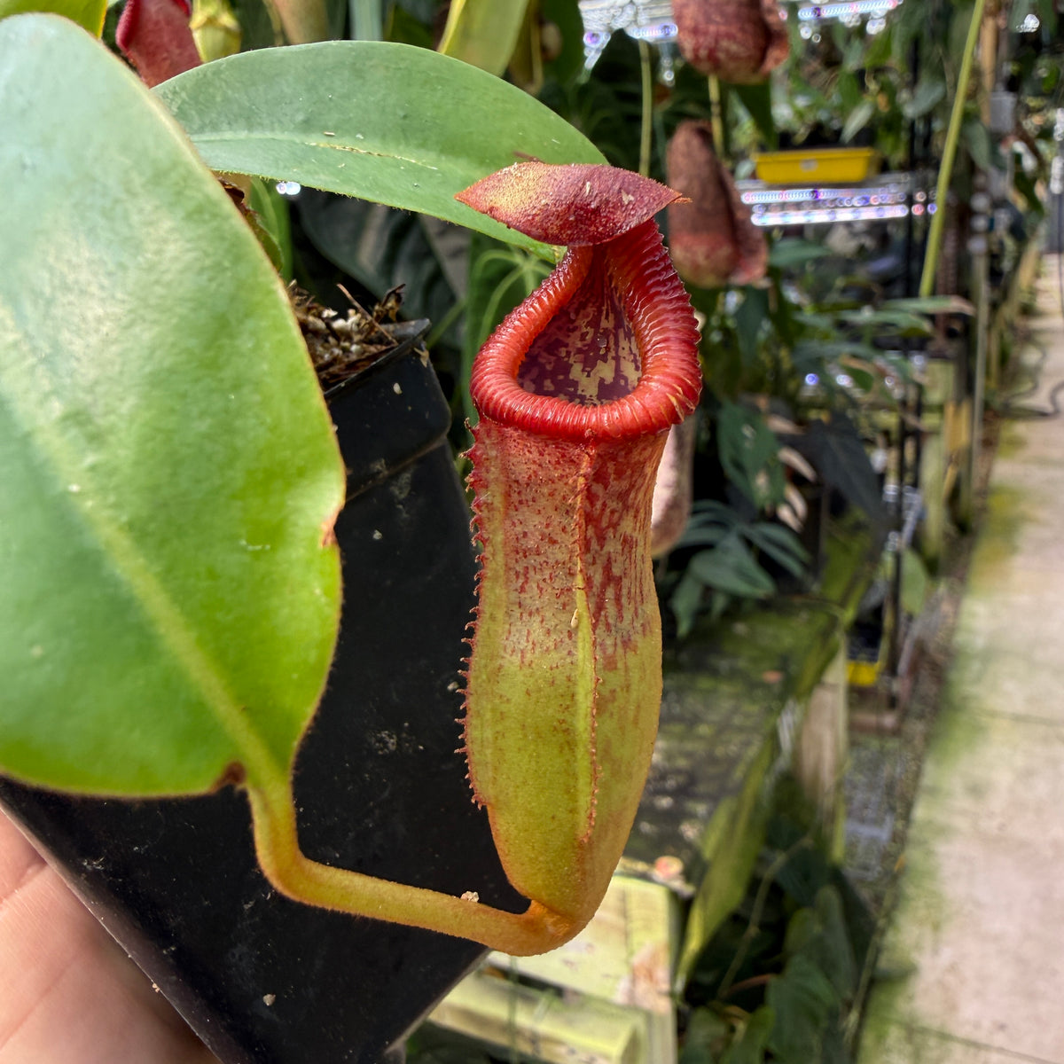WH0538	Nepenthes [(Rokko x boschiana) x veitchii] x edwardsiana, CAR-0811	(L)
