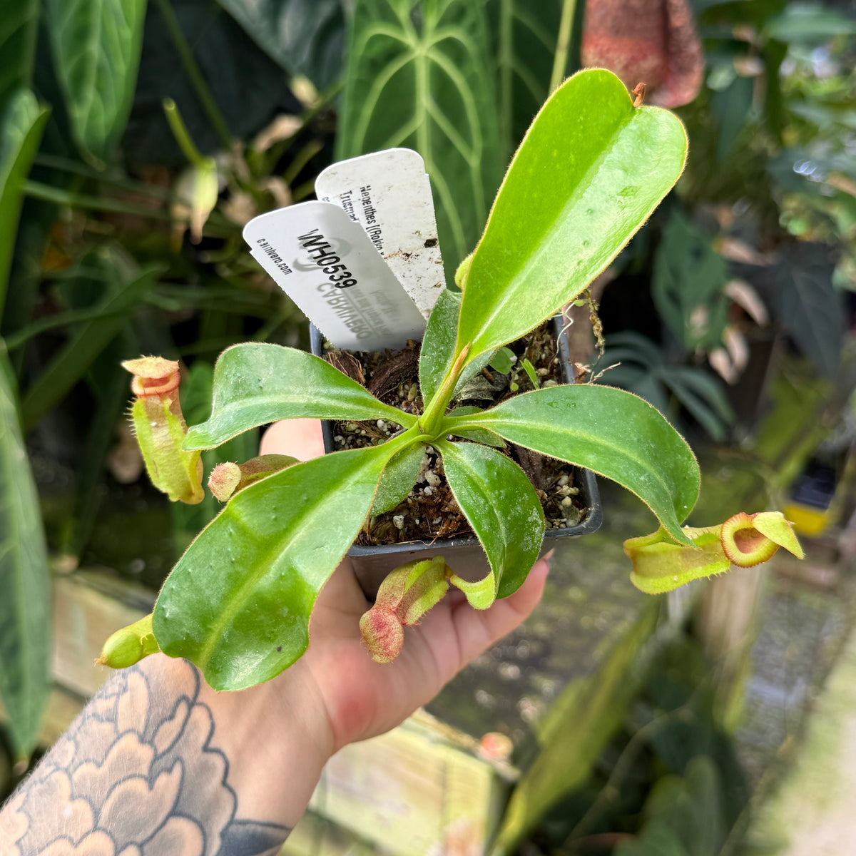 WH0539	Nepenthes [(Rokko x boschiana) x veitchii] x Trusmadiensis, CAR-0621	(L)