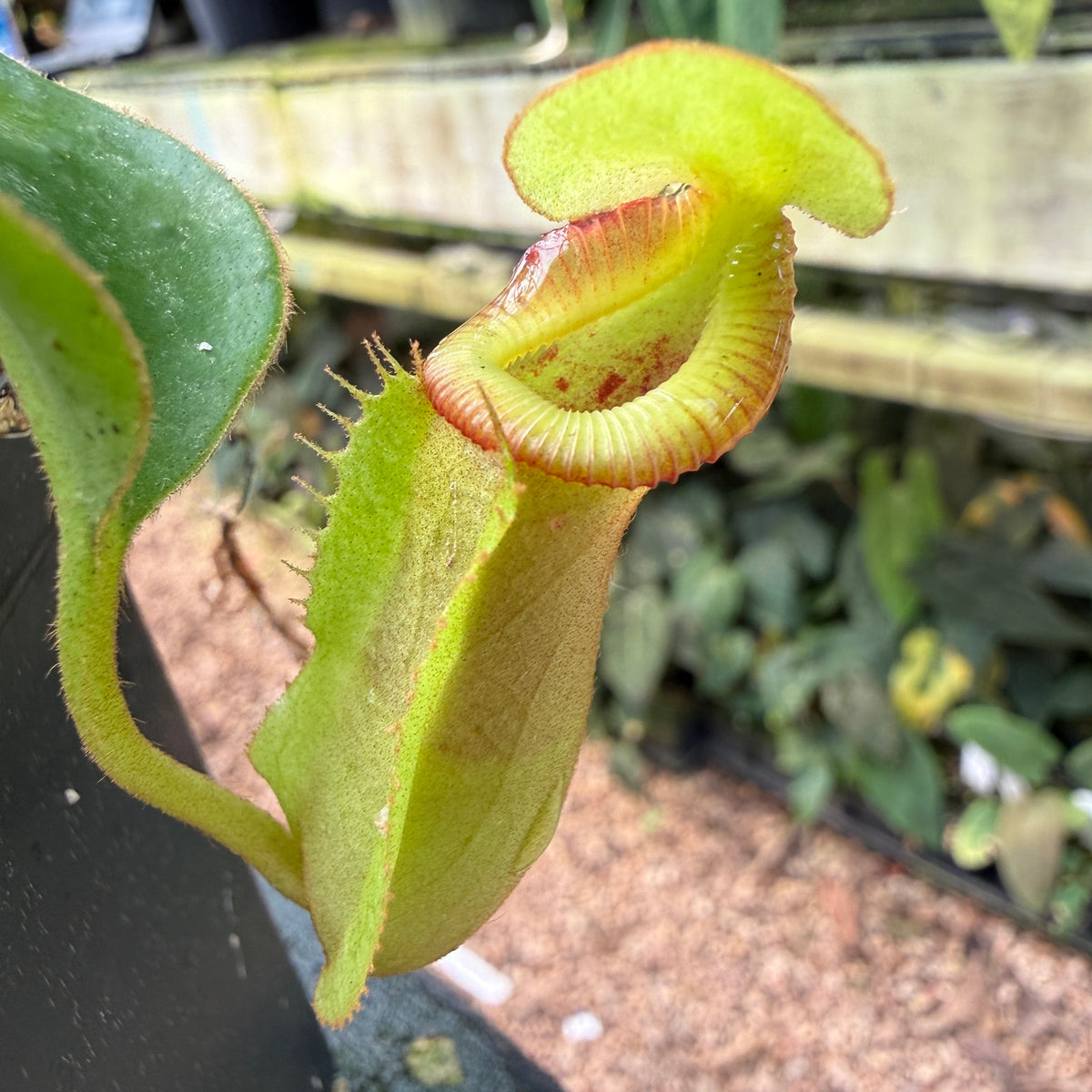 WH0539	Nepenthes [(Rokko x boschiana) x veitchii] x Trusmadiensis, CAR-0621	(L)
