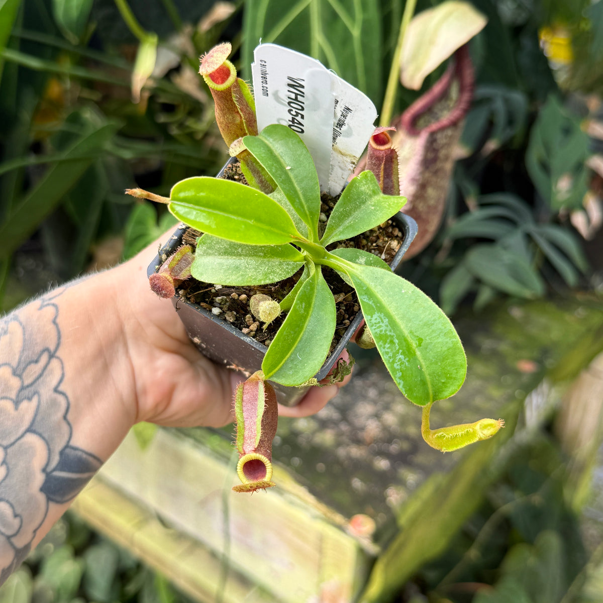 WH0540 Nepenthes [(lowii x veitchii) x boschiana] x macrophylla, CAR-0717 (M)