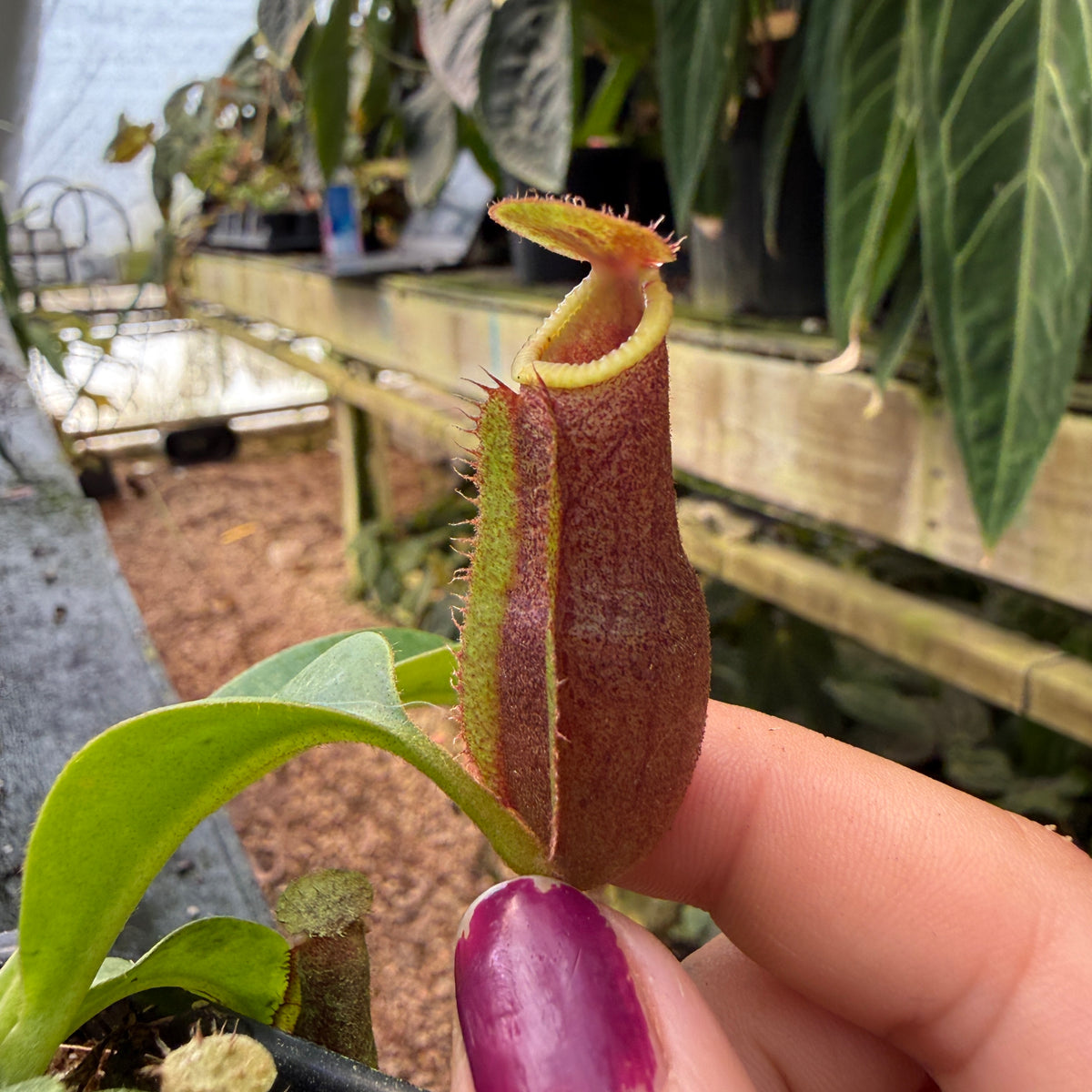 WH0540 Nepenthes [(lowii x veitchii) x boschiana] x macrophylla, CAR-0717 (M)